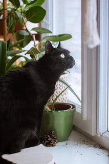 Quiet at Home black cat sitting beside a green potted houseplant by a bright window