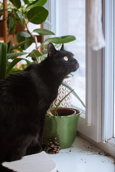 Quiet at Home black cat sitting beside a green potted houseplant by a bright window