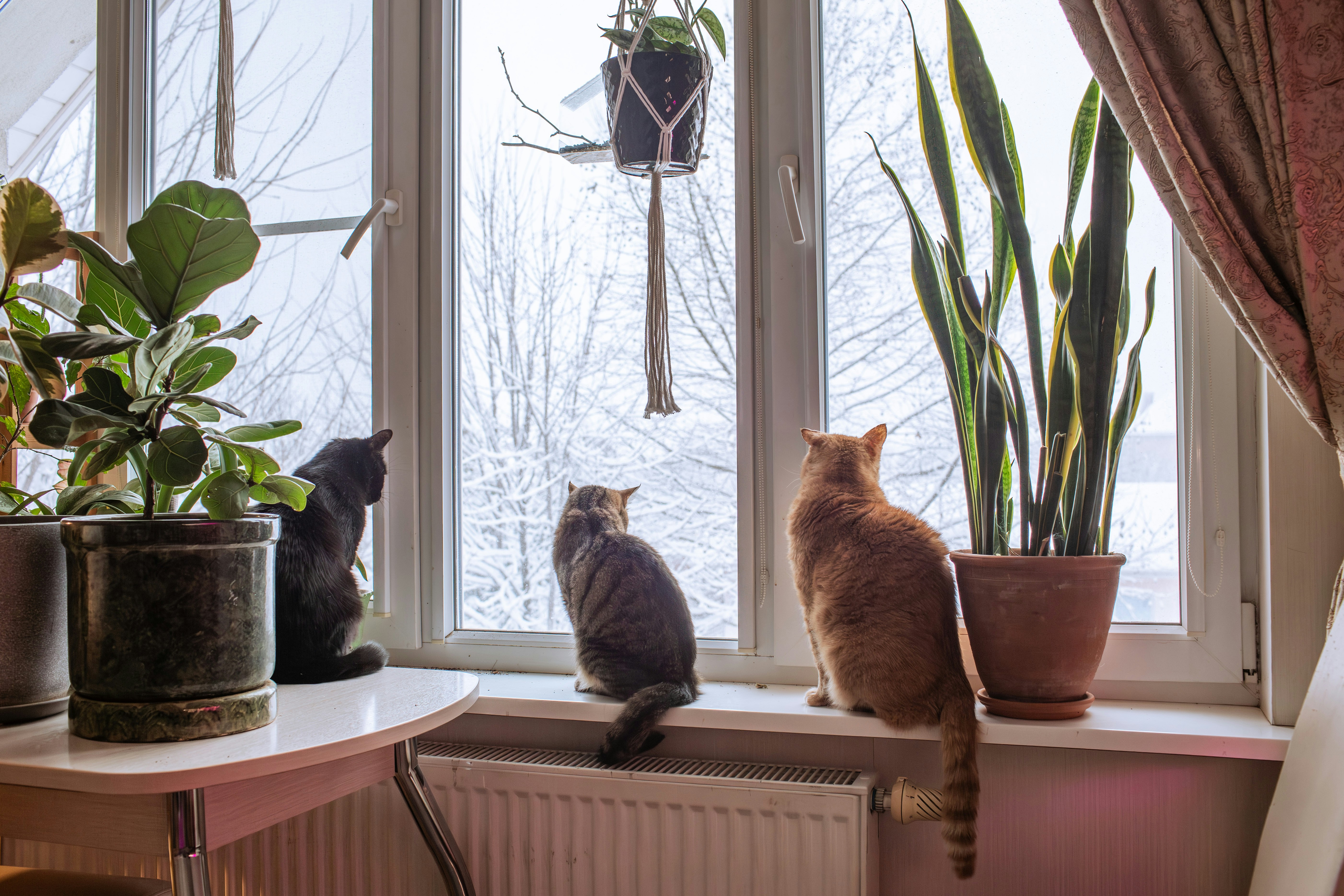 Three cats sit on a windowsill looking outside.