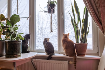 Three cats sit on a windowsill looking outside.