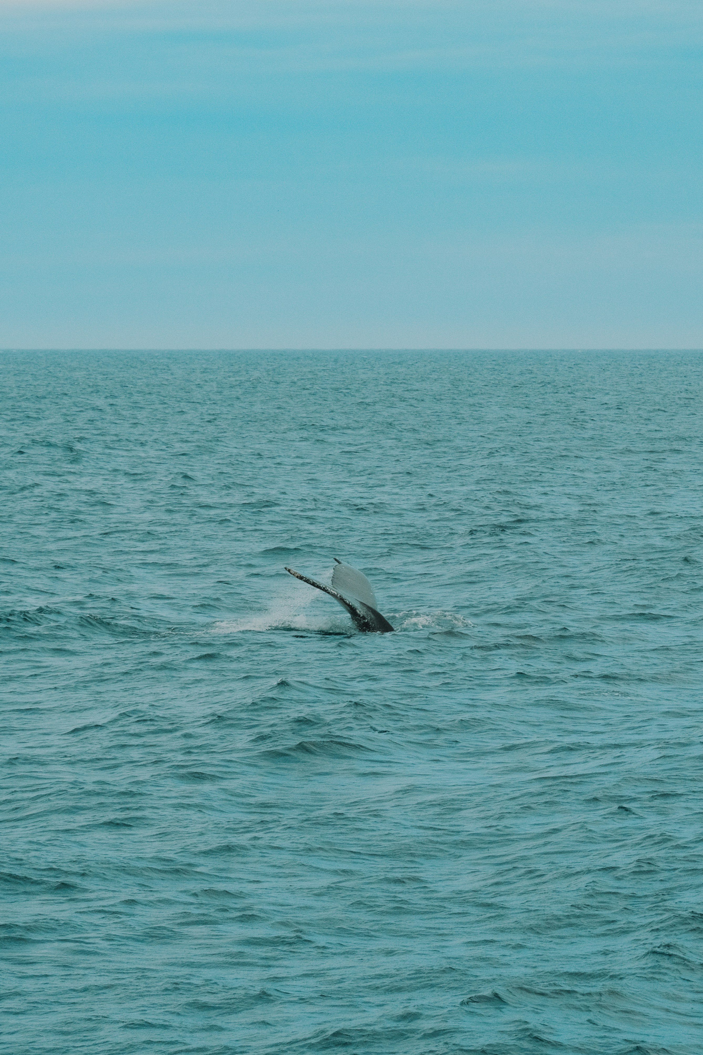 Whale tail emerging from blue ocean water