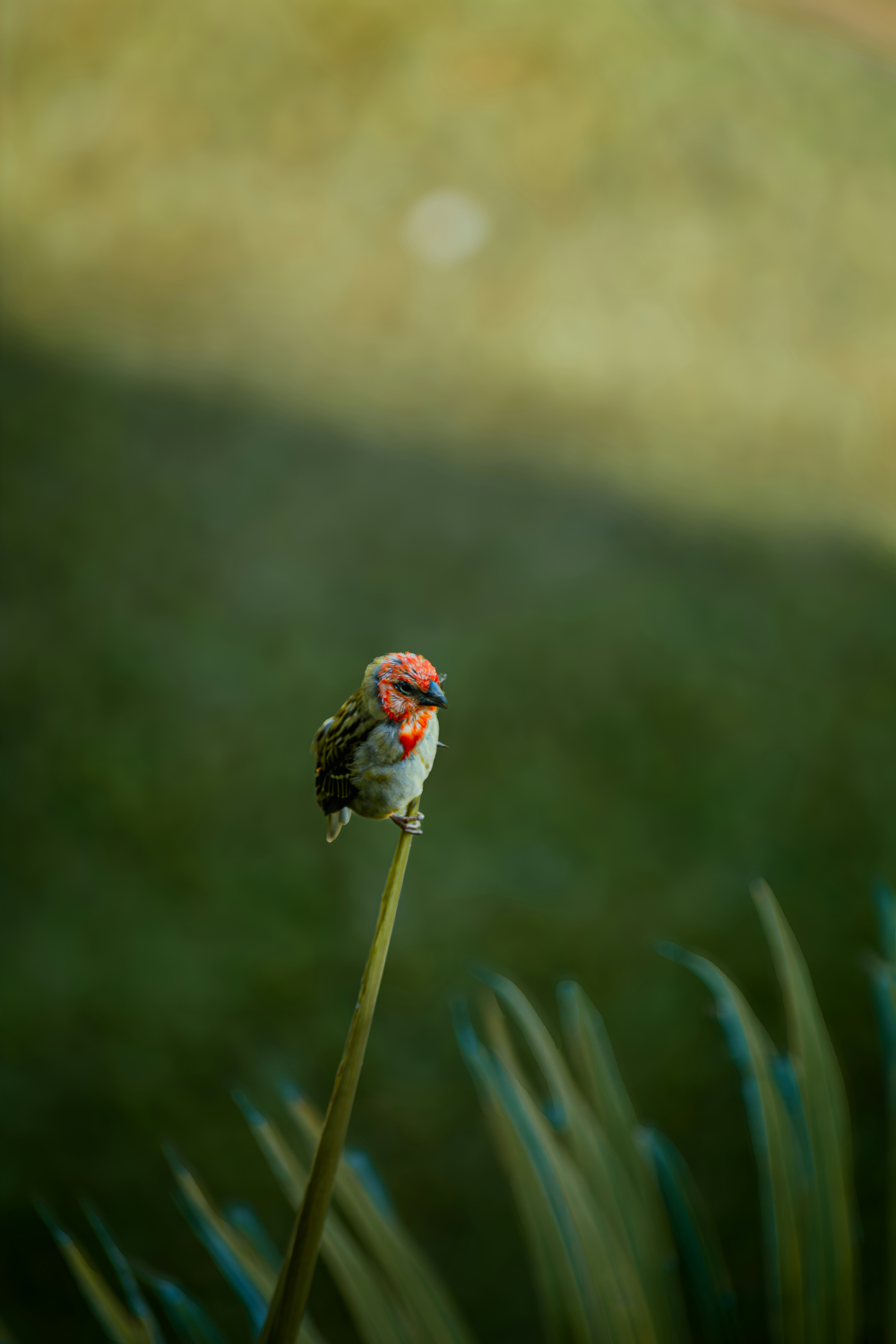 Pequeno pássaro de cabeça avermelhada empoleirado em um caule fino