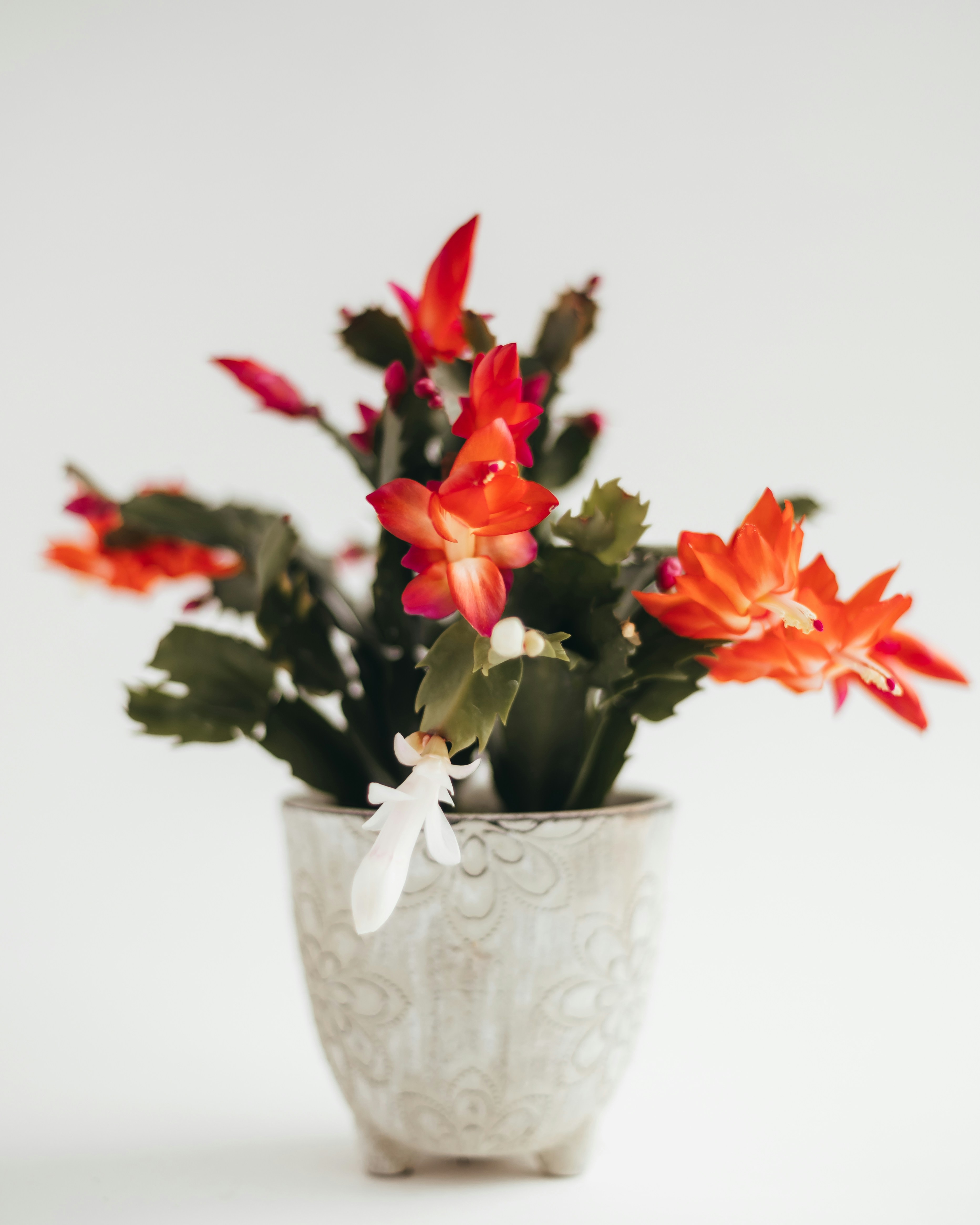 Potted christmas cactus with vibrant red and orange flowers.