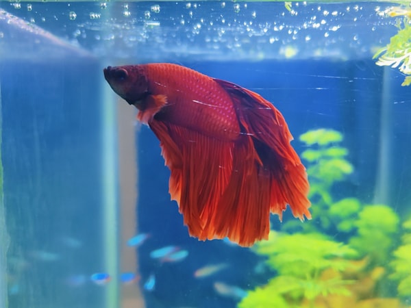 Roter Bettafisch in blauem Wasser