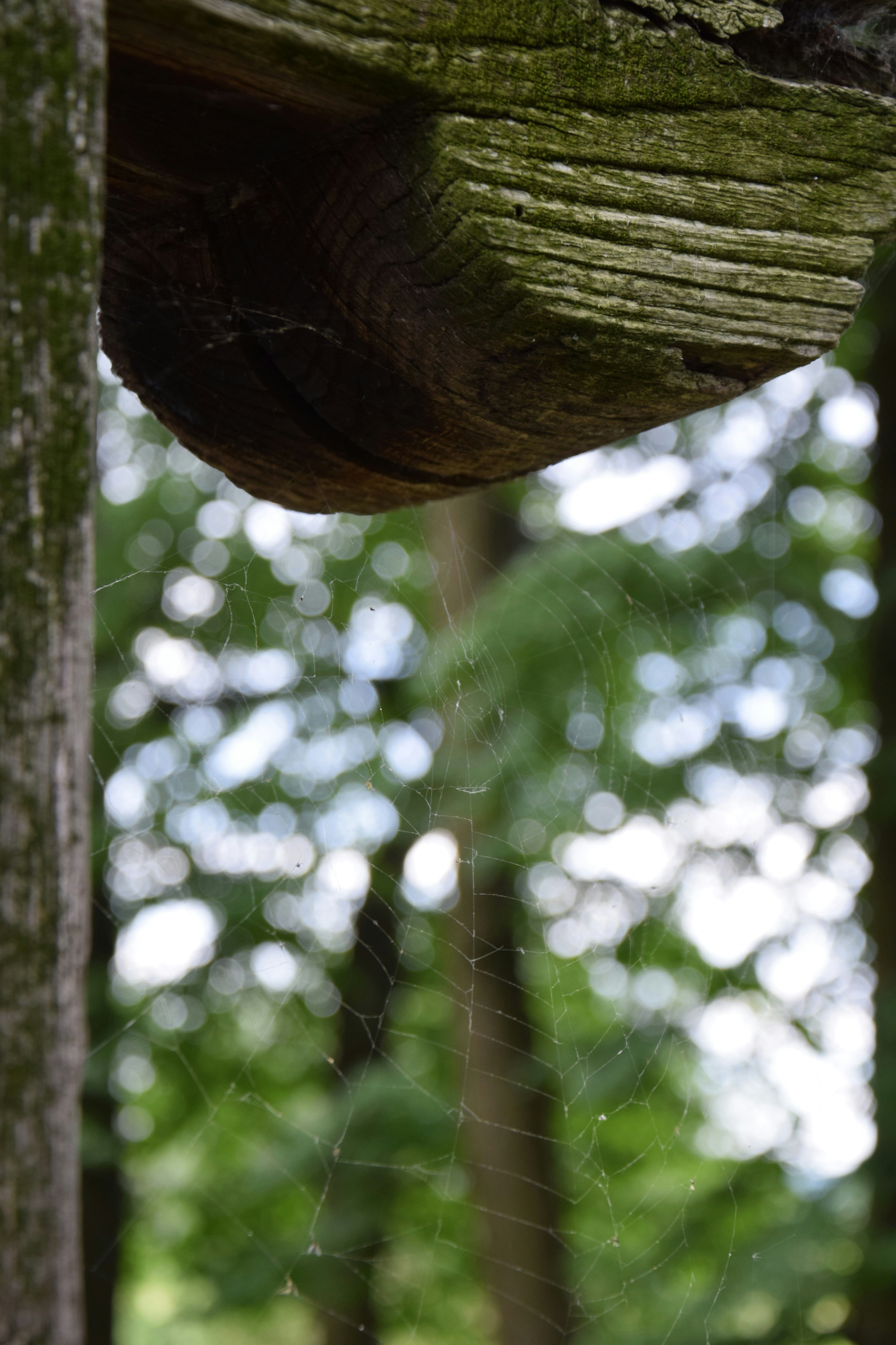 Photo by sabetheodoore