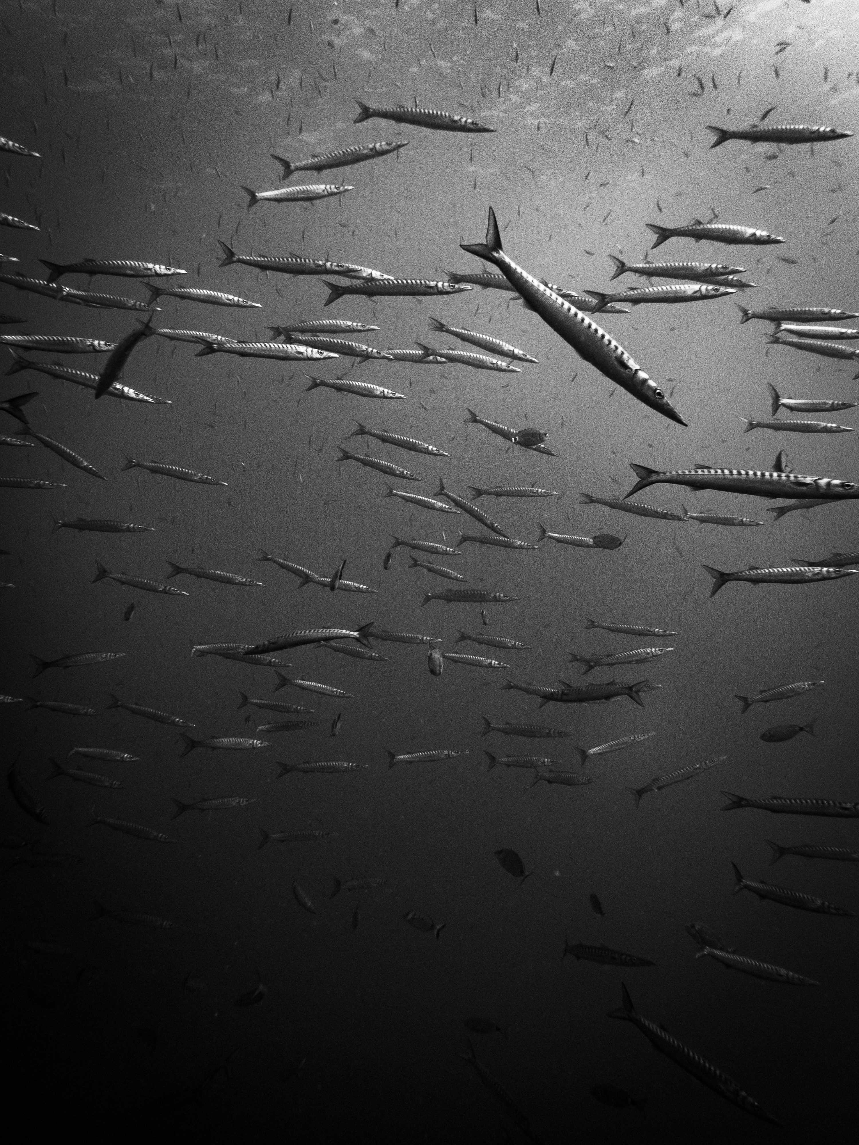 Photo by nicolassahuc