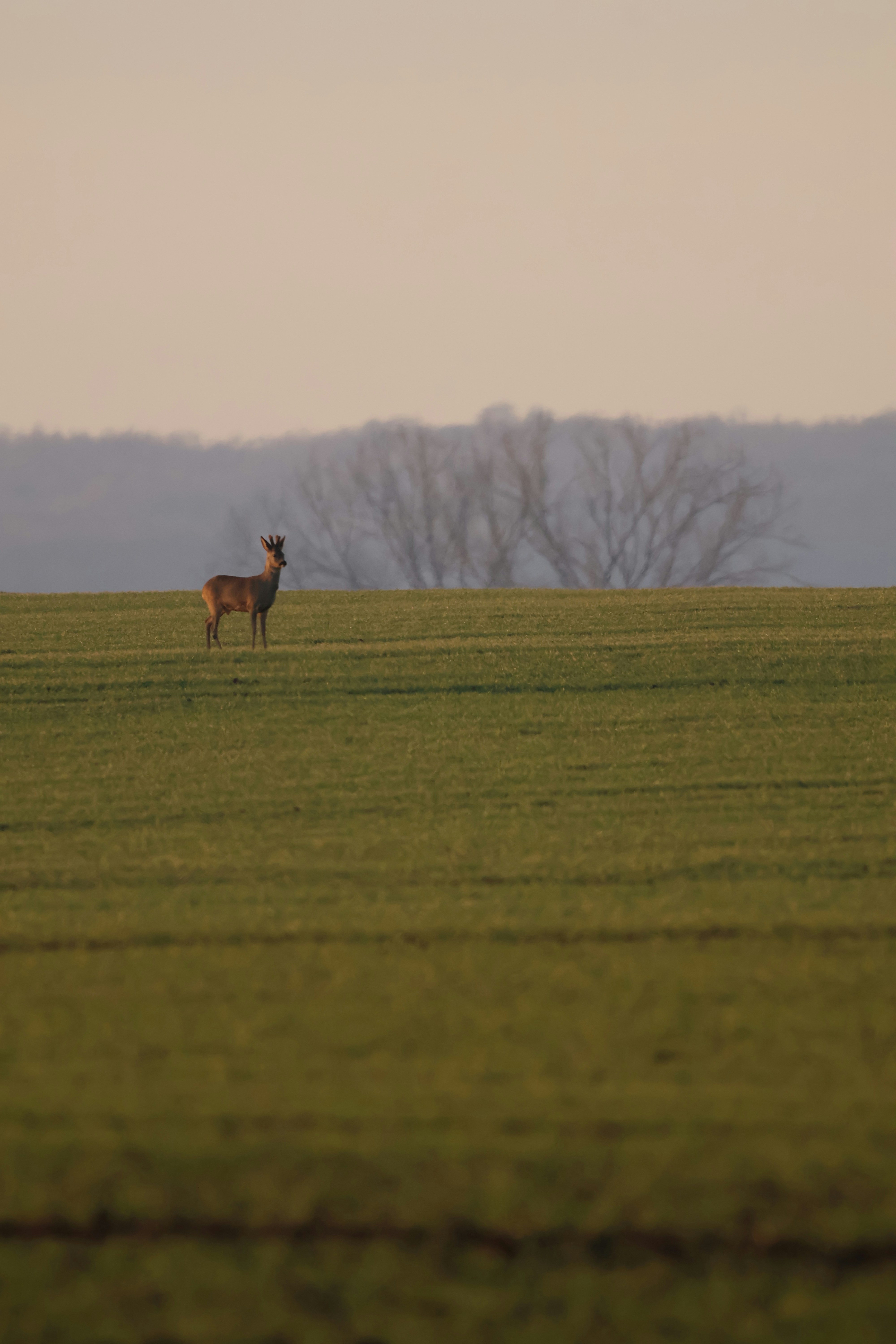 A deer stands in a grassy field at dusk.