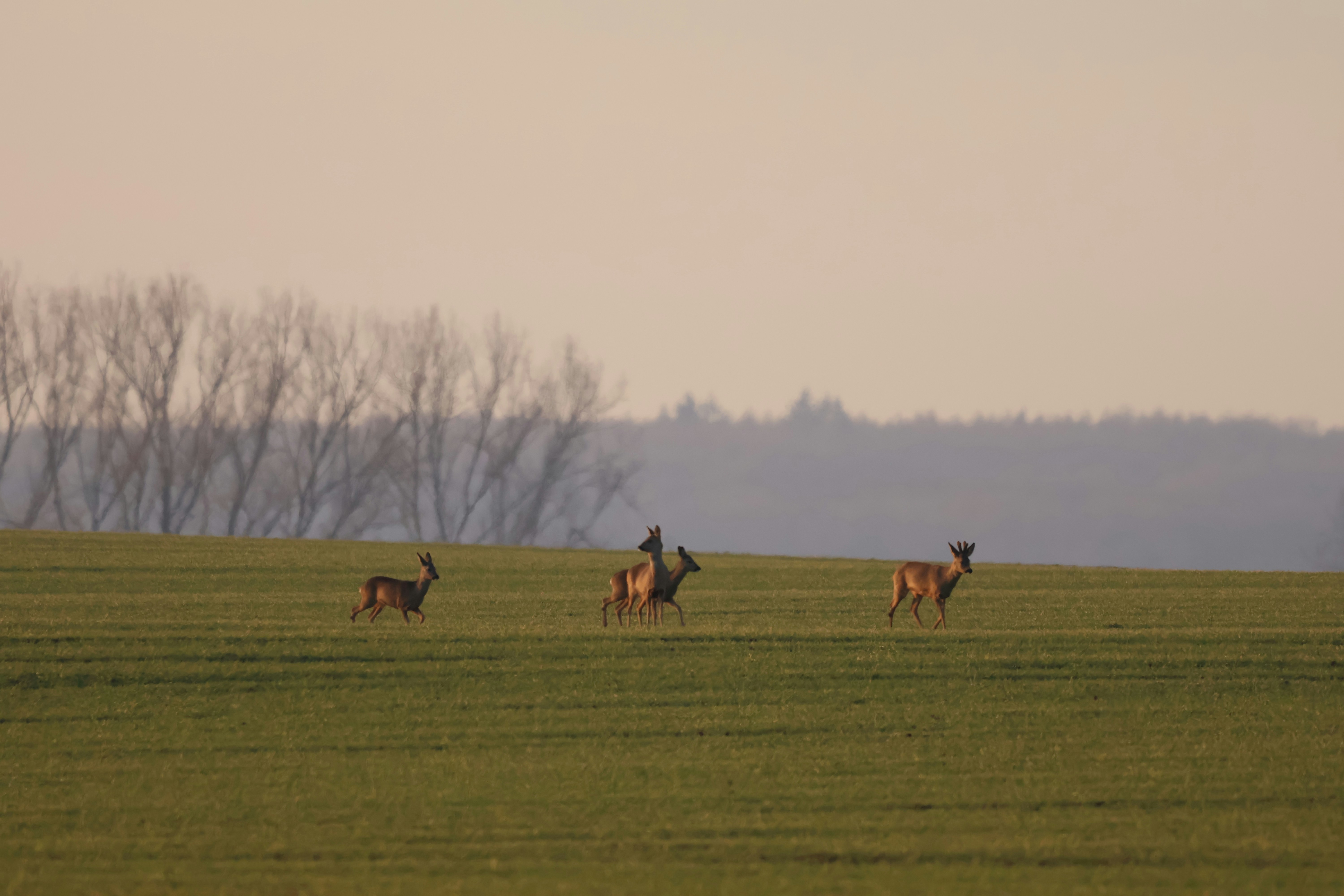 Photo by viktorfriesen