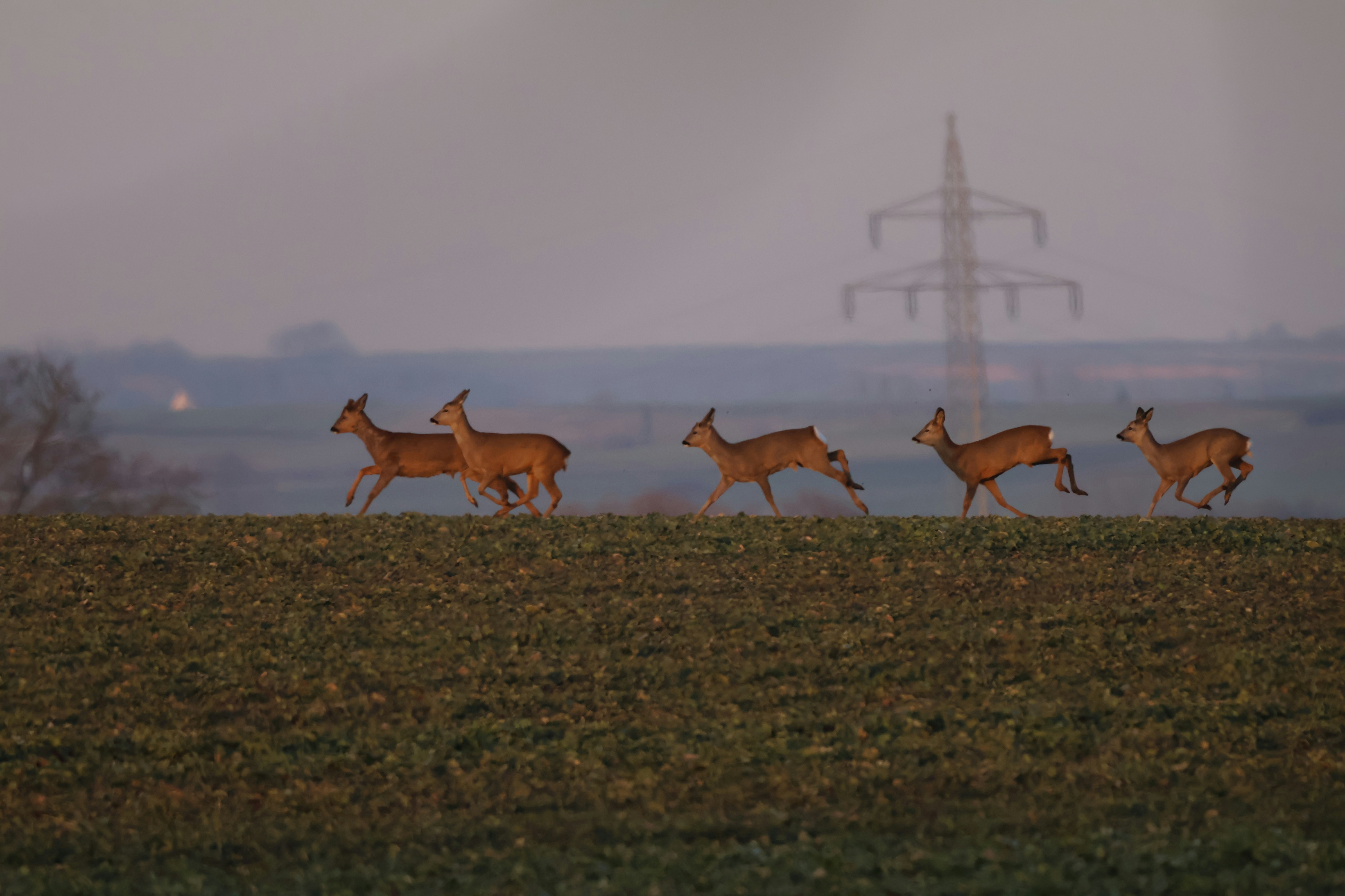 Fünf Hirsche, die bei Einbruch der Dämmerung über ein Feld laufen.