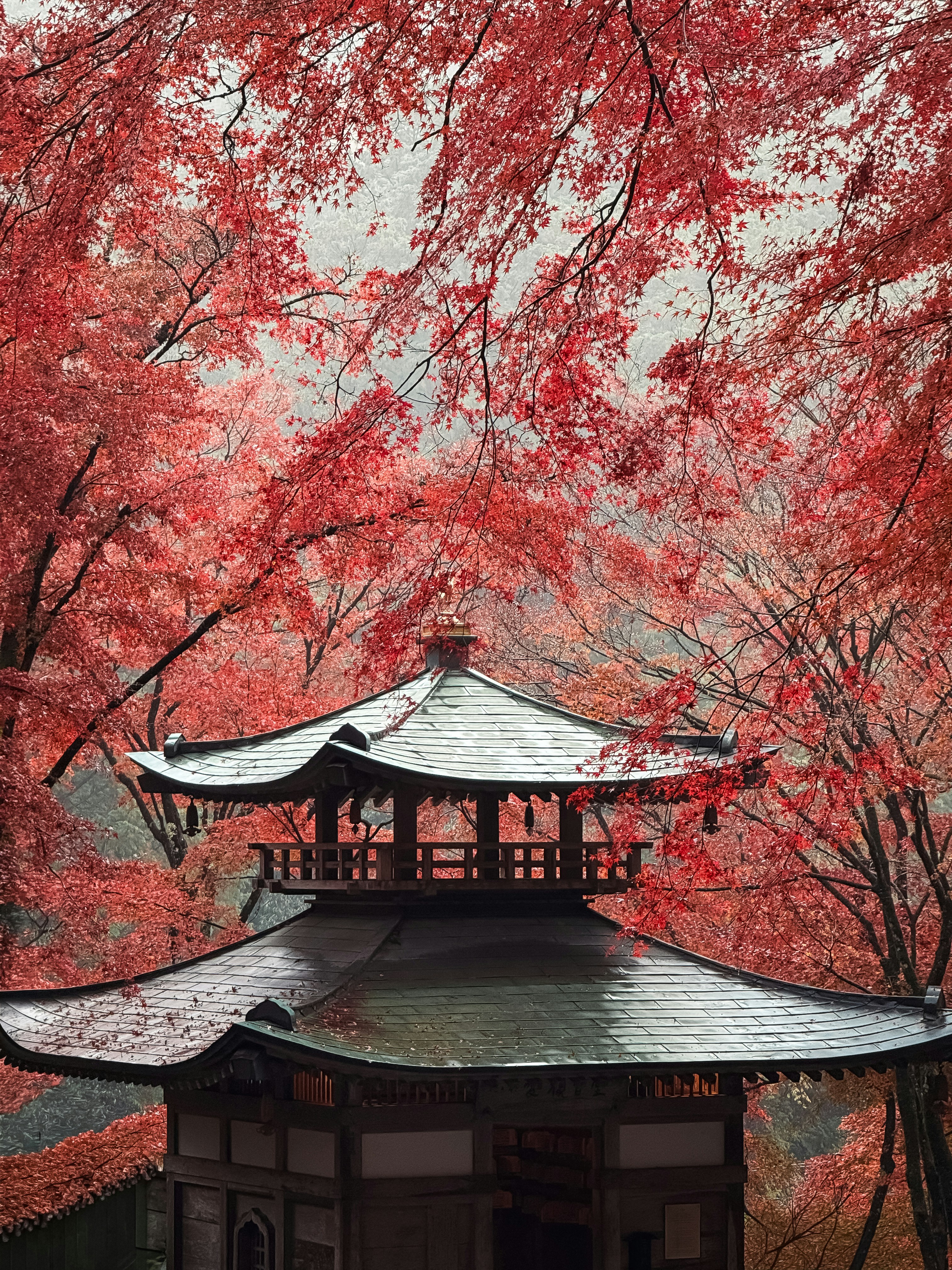 Traditional japanese pagoda surrounded by vibrant red autumn leaves.