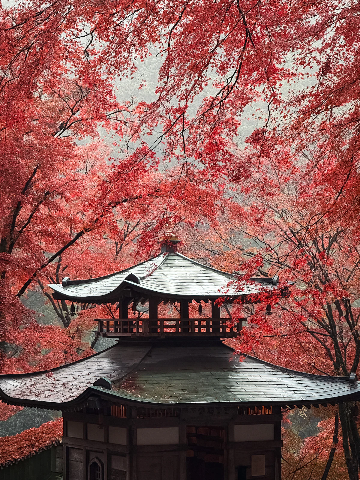 A traditional Japanese pagoda surrounded by vibrant red autumn maple leaves in Kyoto