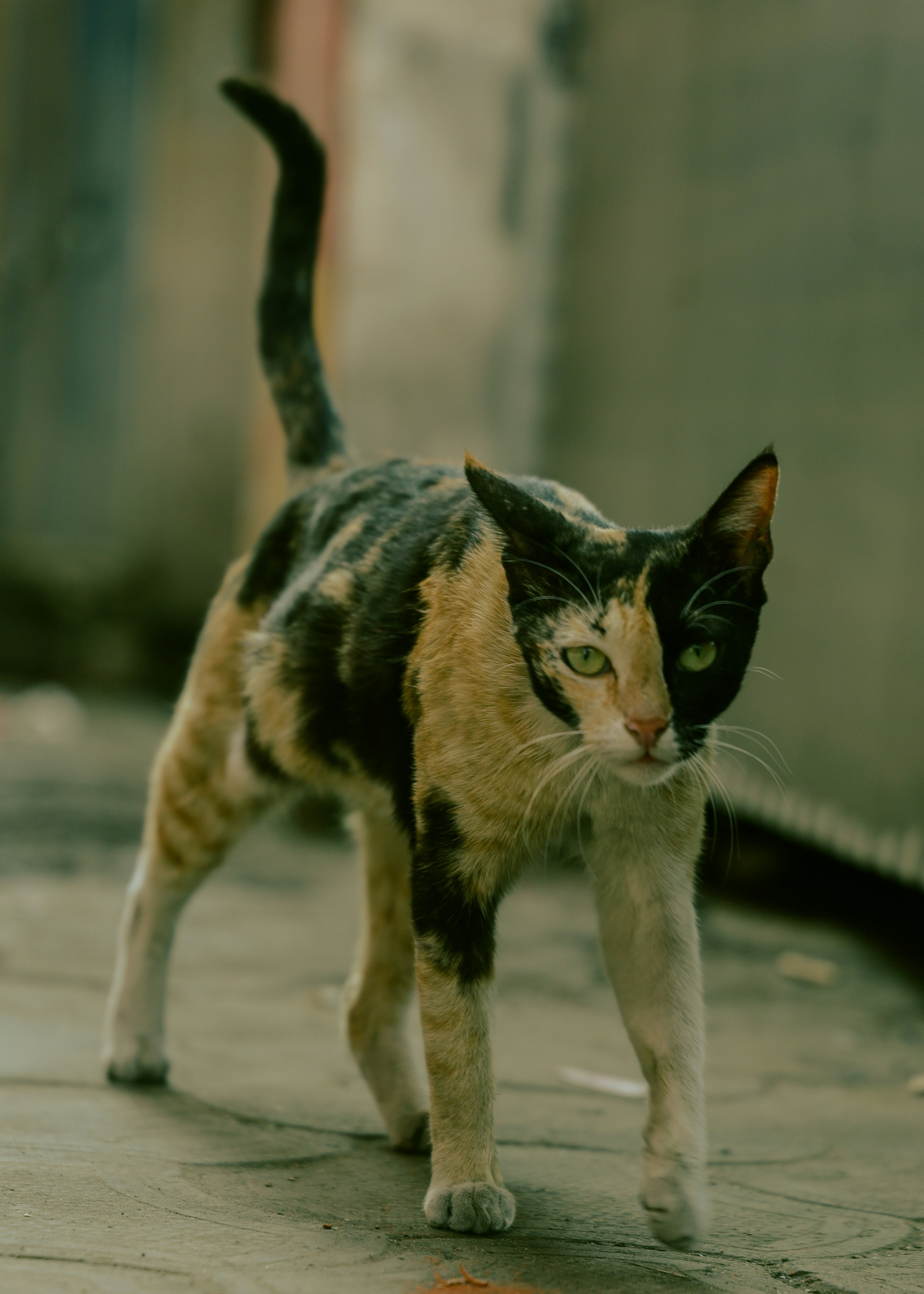 Photo by amaanabidhussain