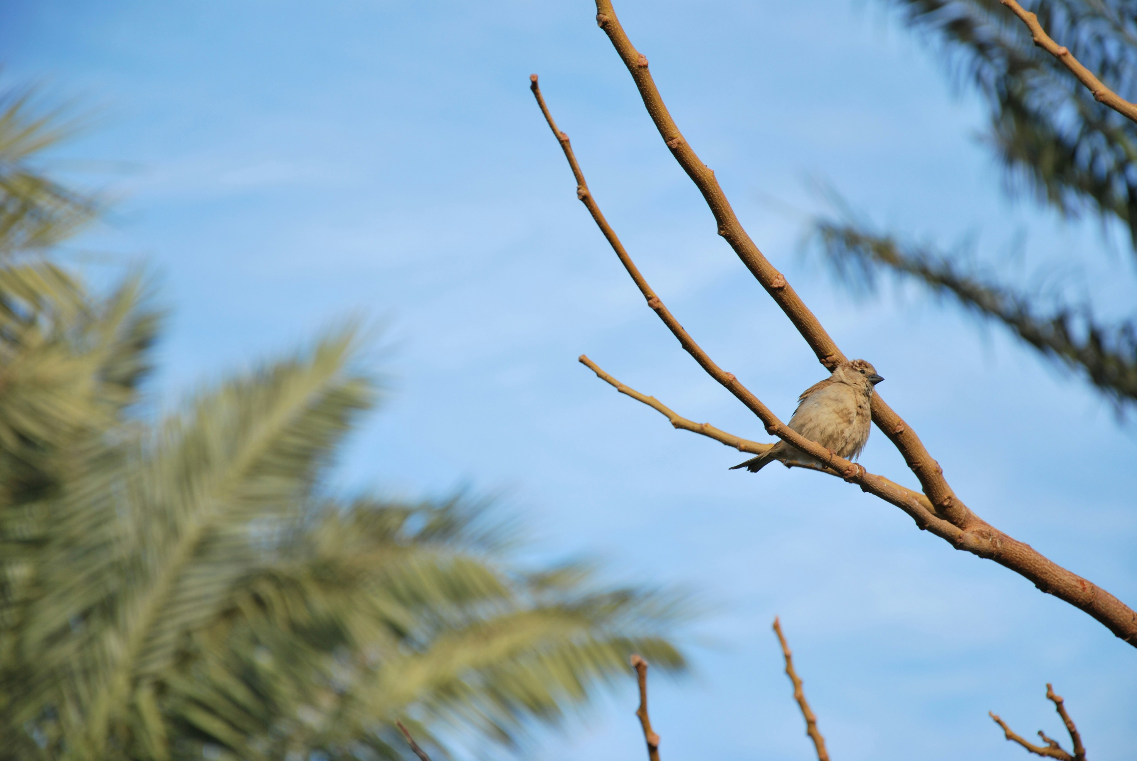 A small bird rests on a bare tree branch.