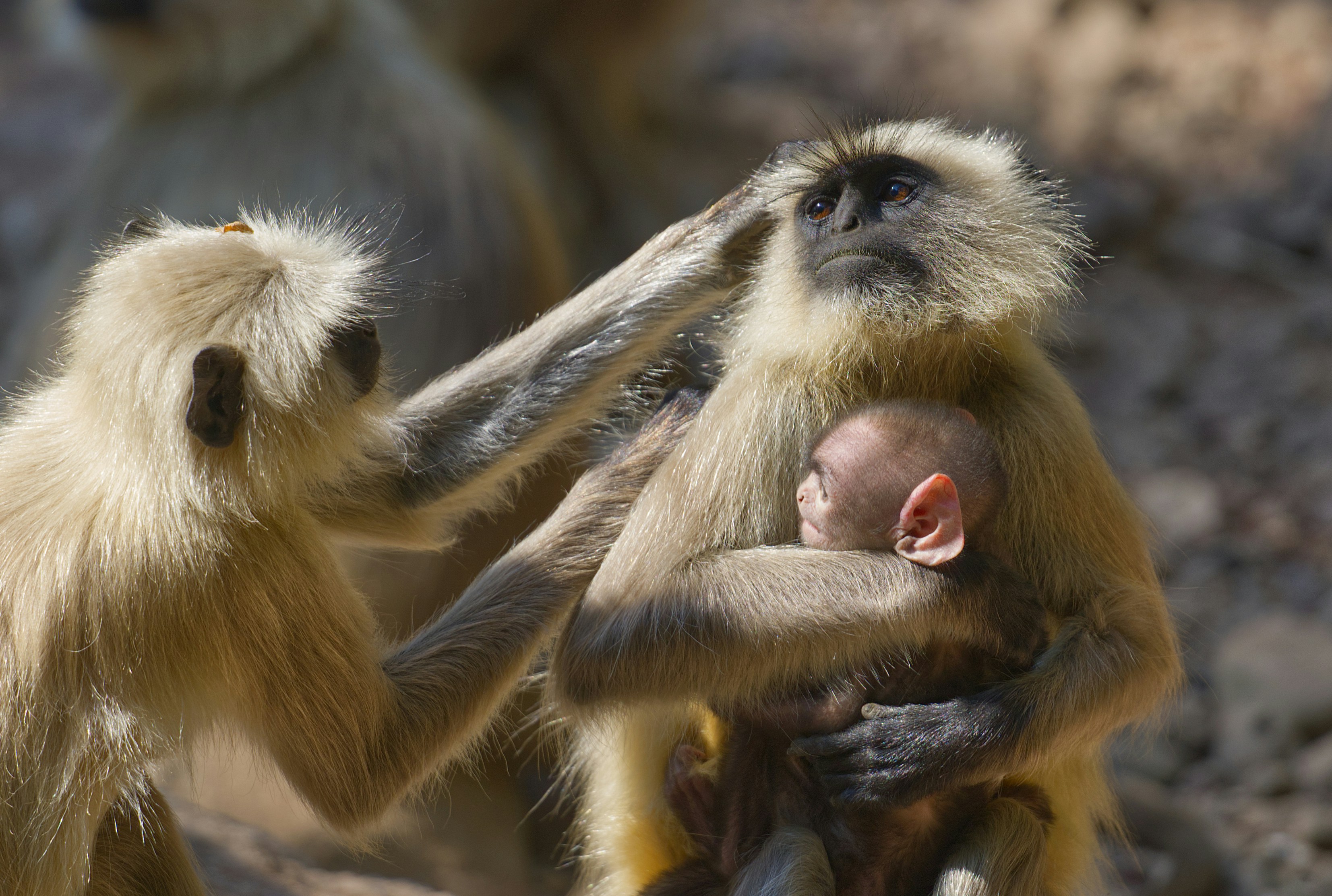 母猿が赤ちゃんを抱き、もう一匹が毛づくろいをしている。