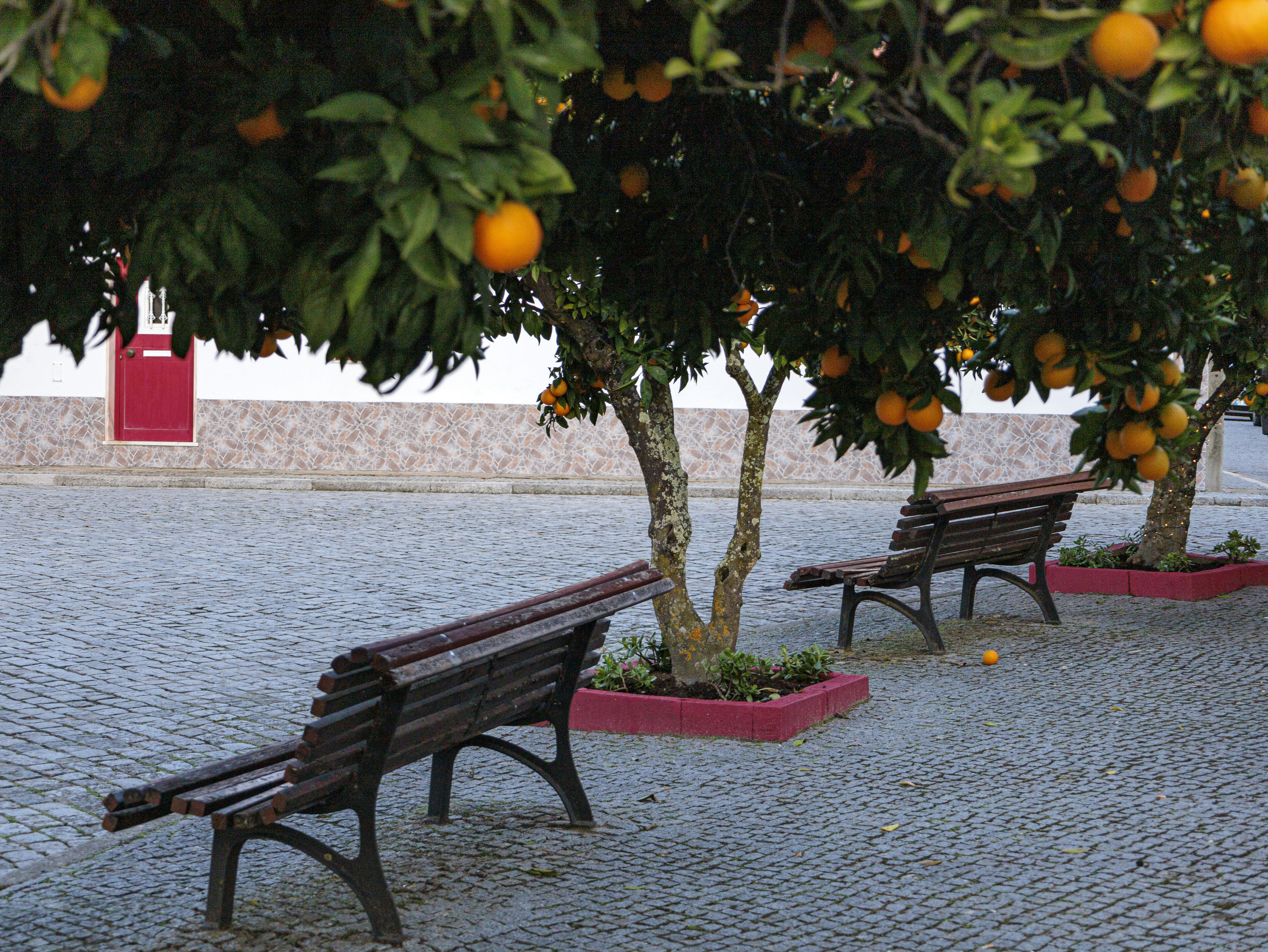 Orange trees with ripe fruit and empty benches.