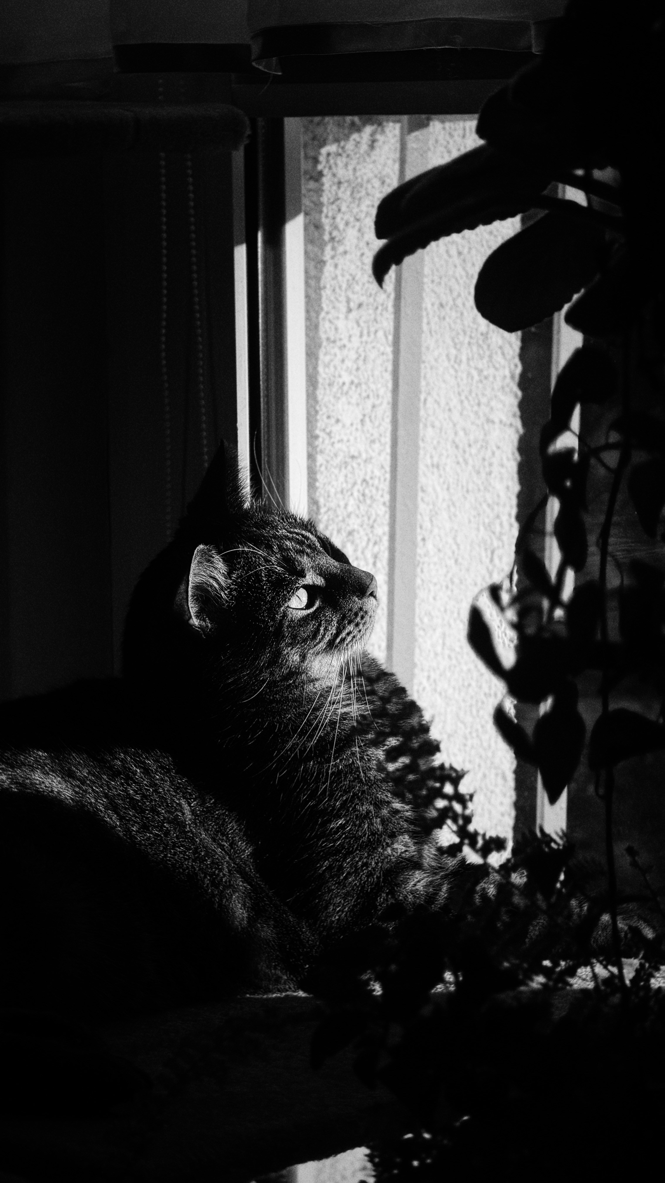 窓の外を眺める猫