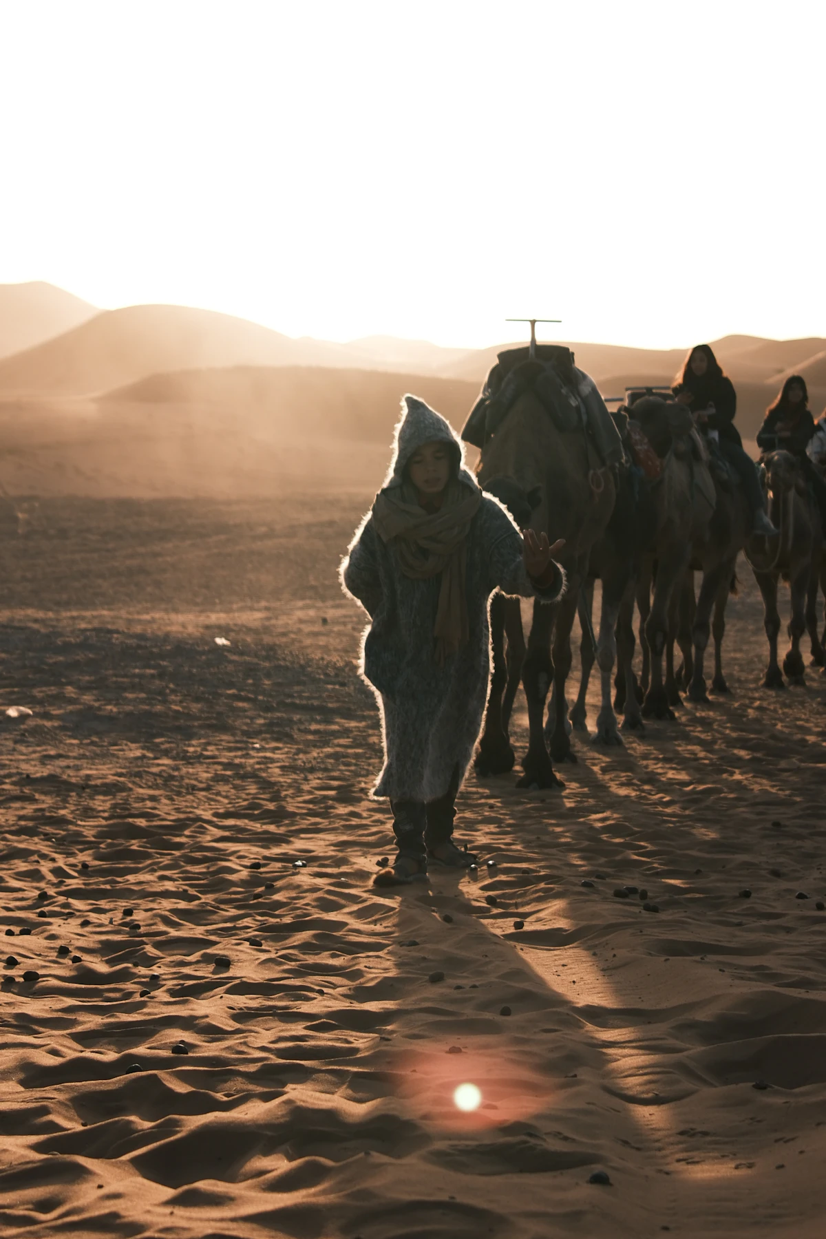Camel caravan crossing the desert at sunset, Morocco