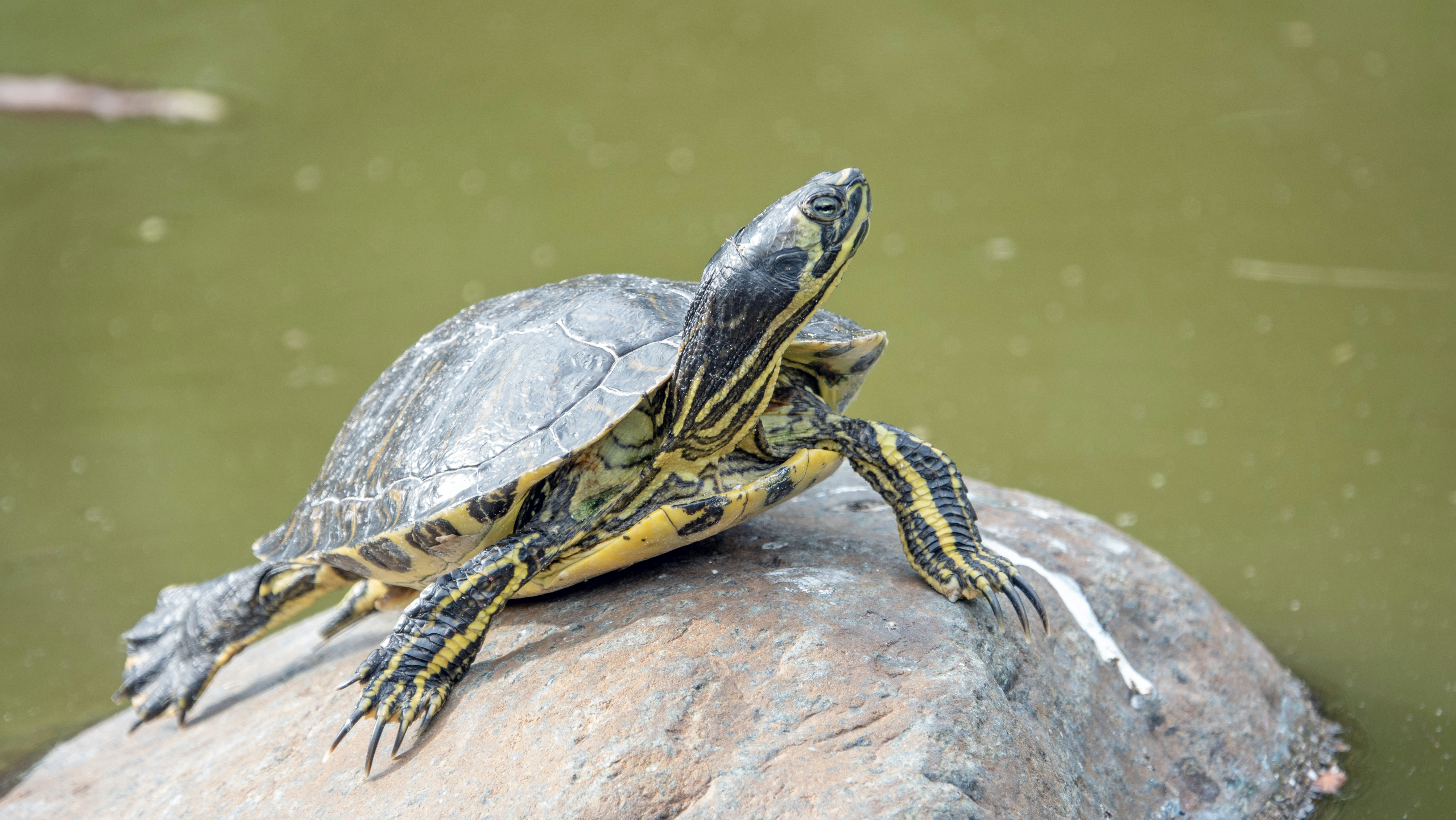 Photo by joseph90rcg