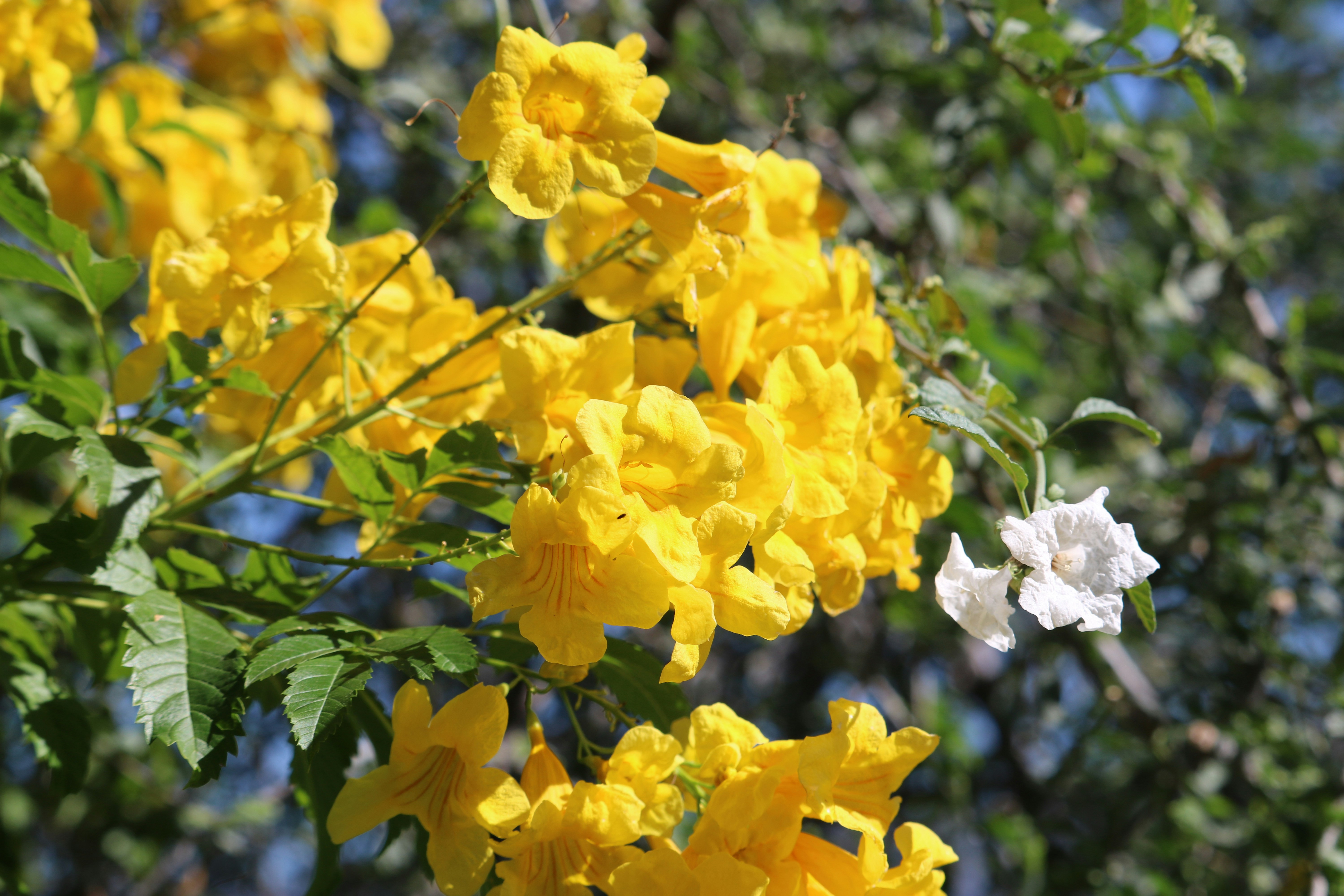 Photo by balajirp771