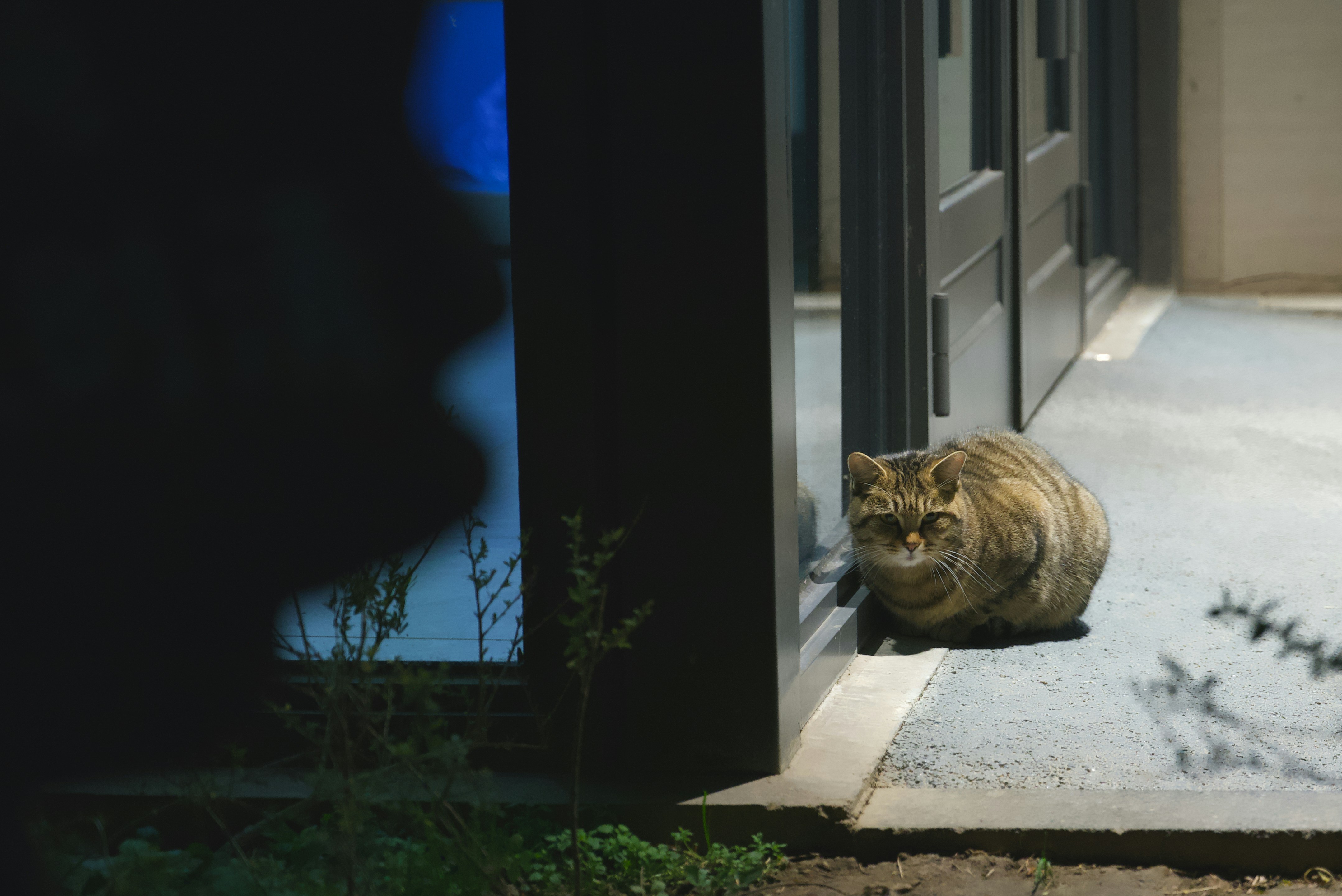 A wild cat sits on a concrete path at night.