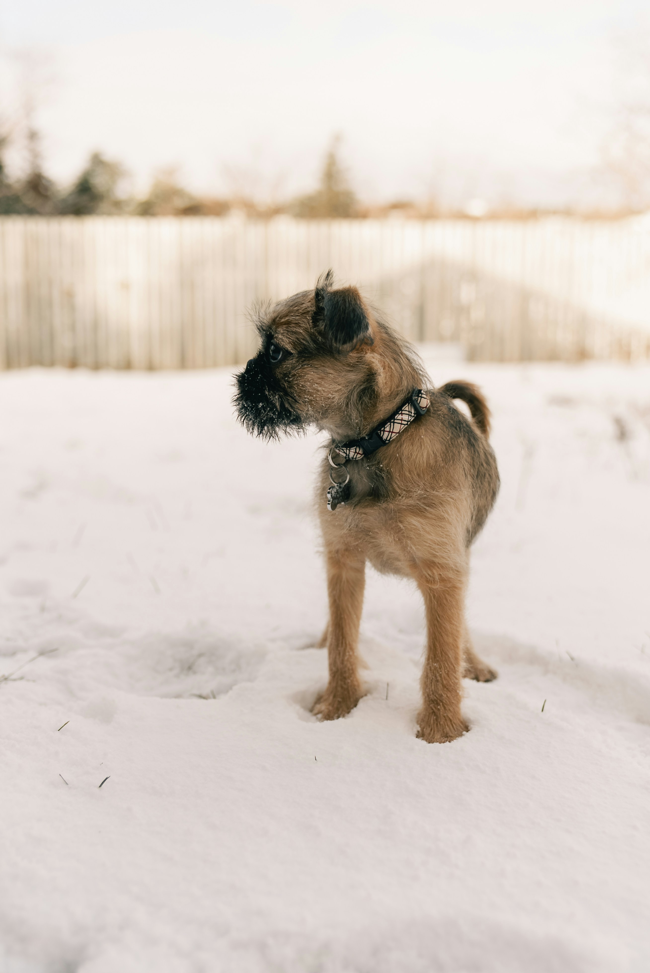 A small, scruffy dog stands in the snow.
