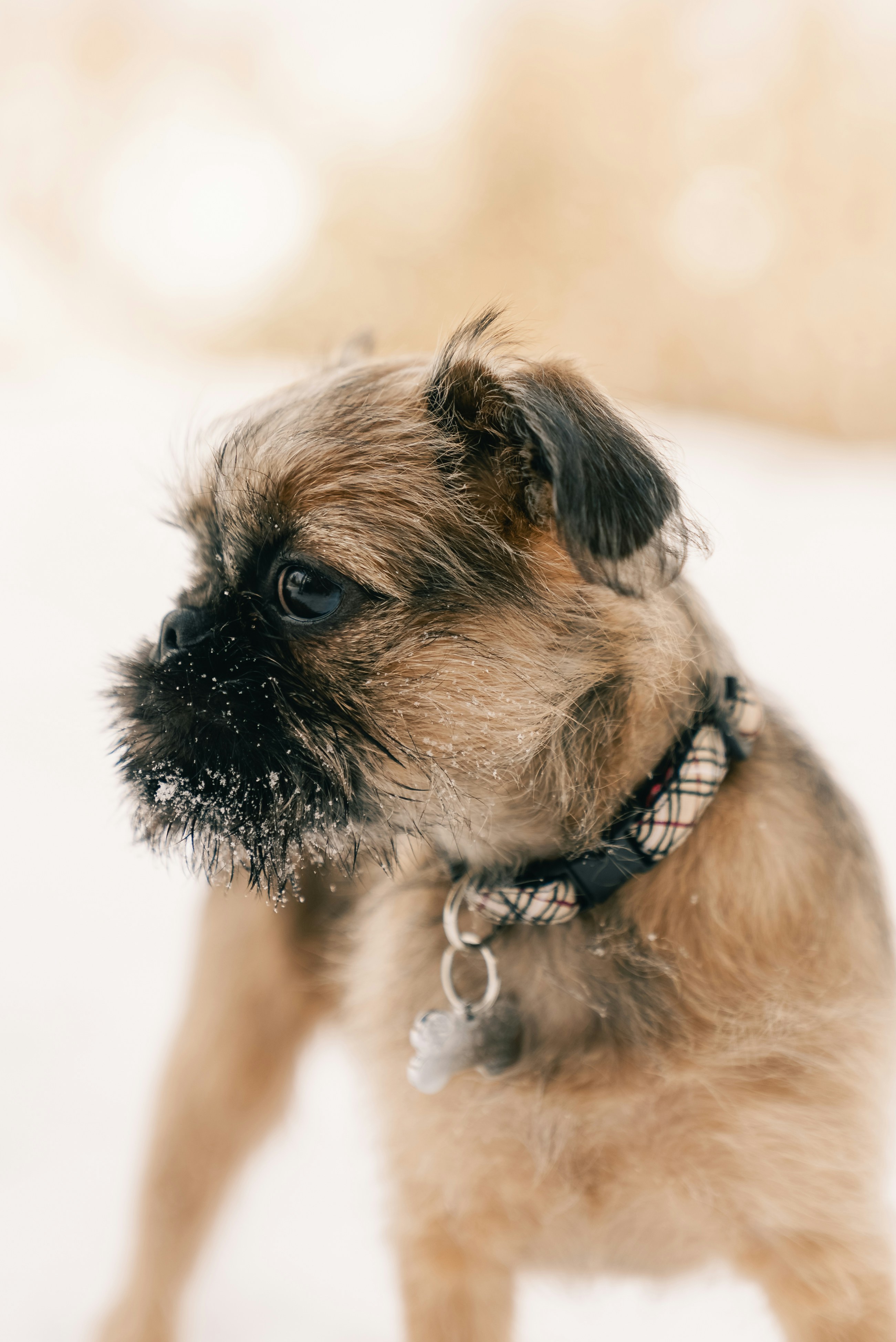 A small dog with snow on its face in winter.