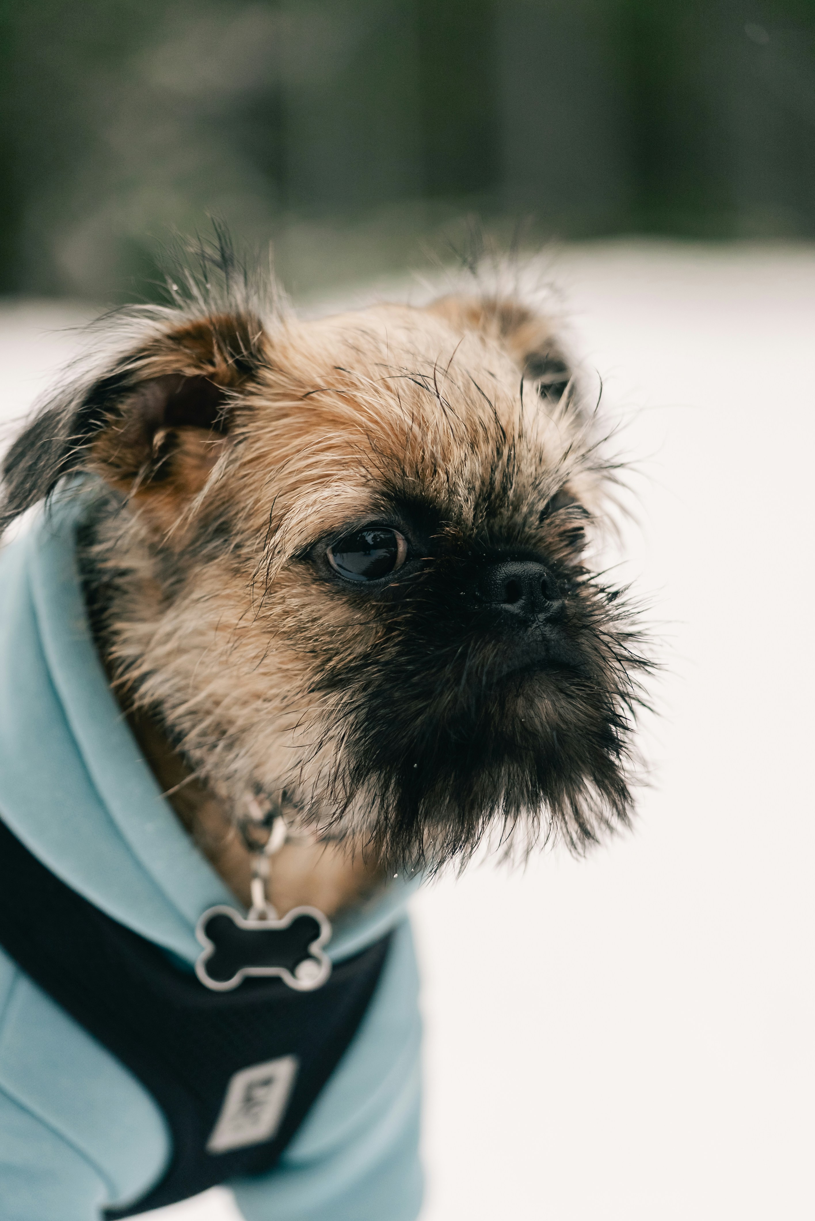 A small, scruffy dog wearing a blue hoodie.