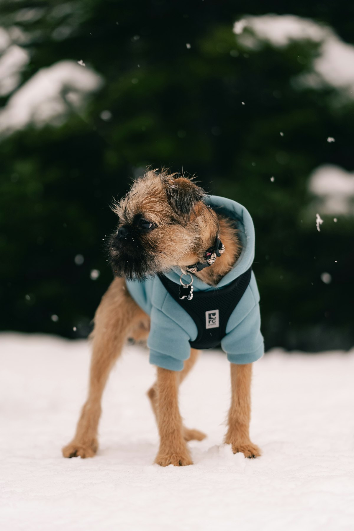Small short-haired dog dressed for snow in a warm full-coverage outfit