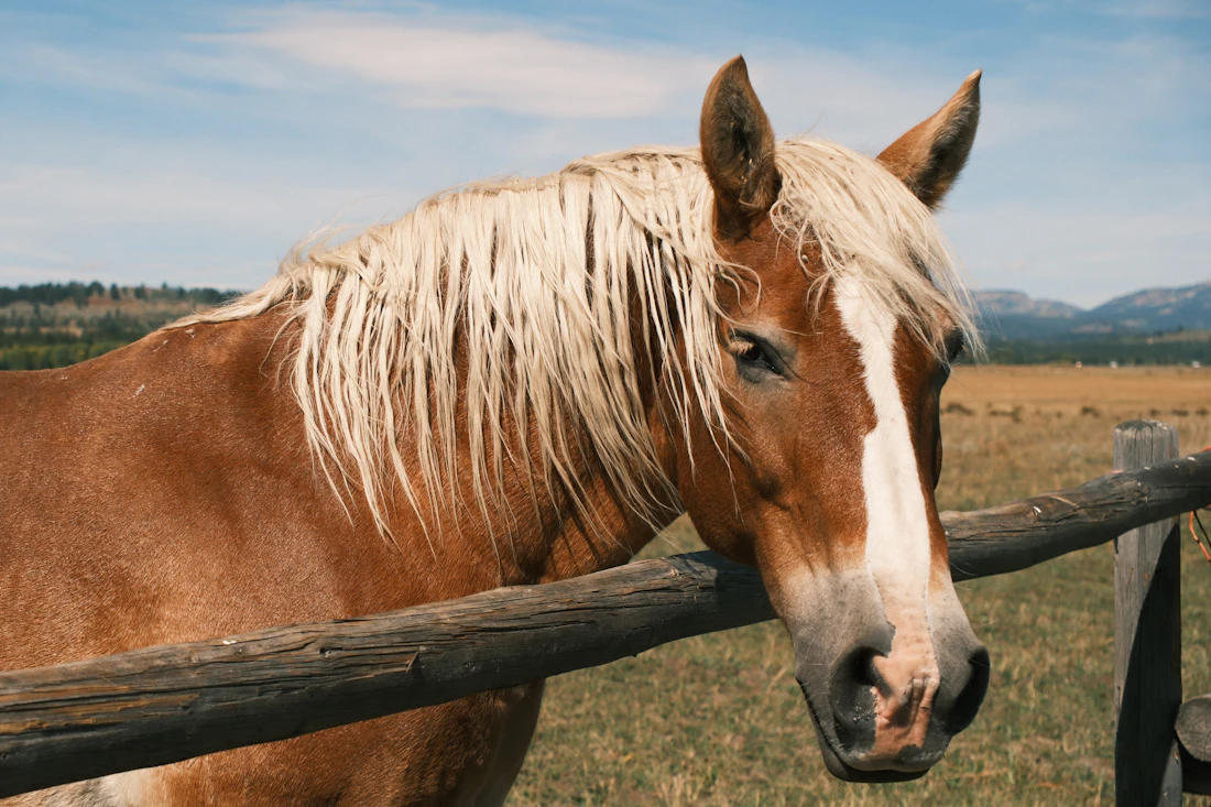 Chestnut horse with blonde mane leaning over a wooden rail