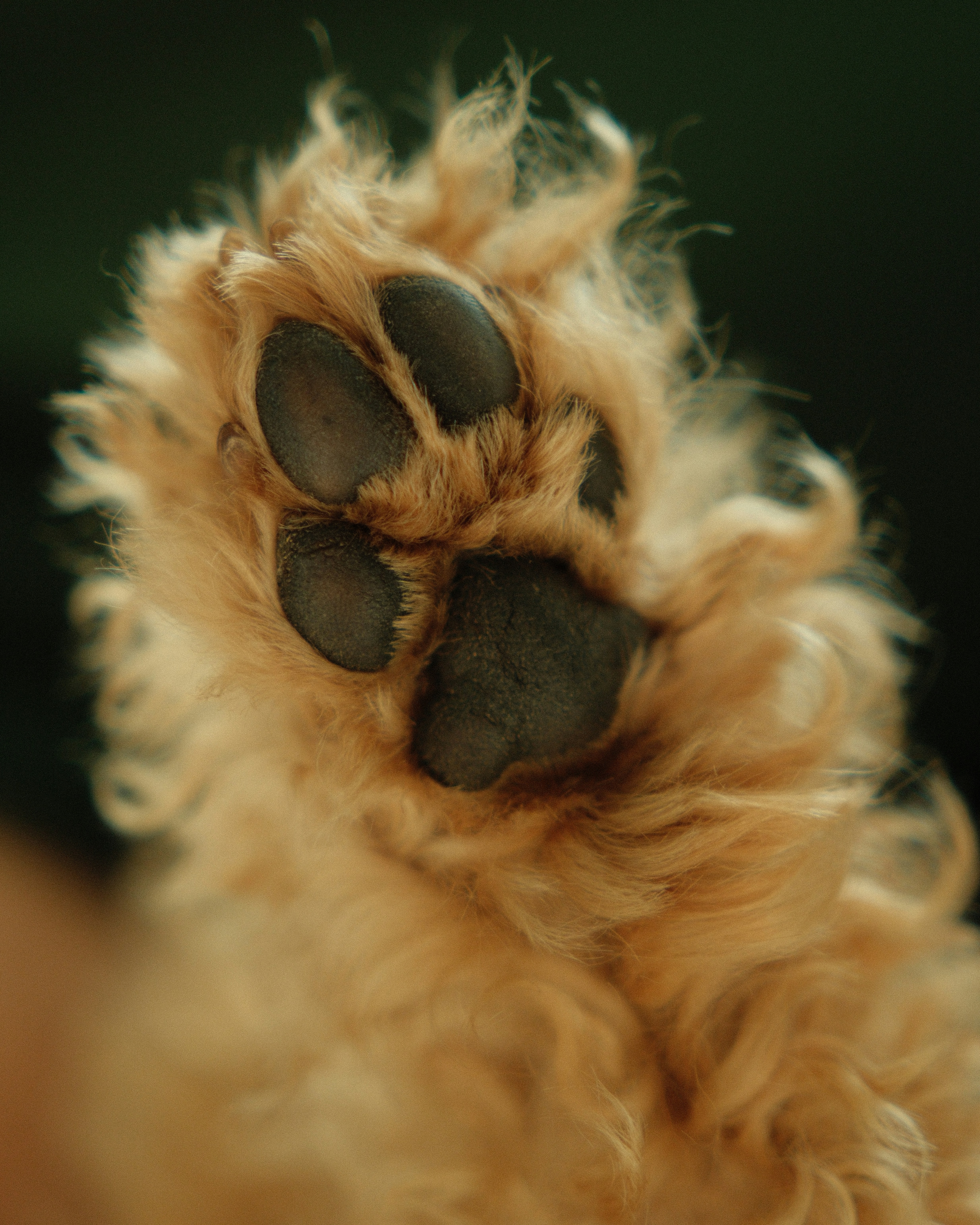 Close-up of a fluffy golden retriever puppy's paw