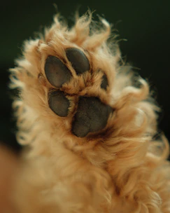 Close-up of a fluffy golden retriever puppy's paw