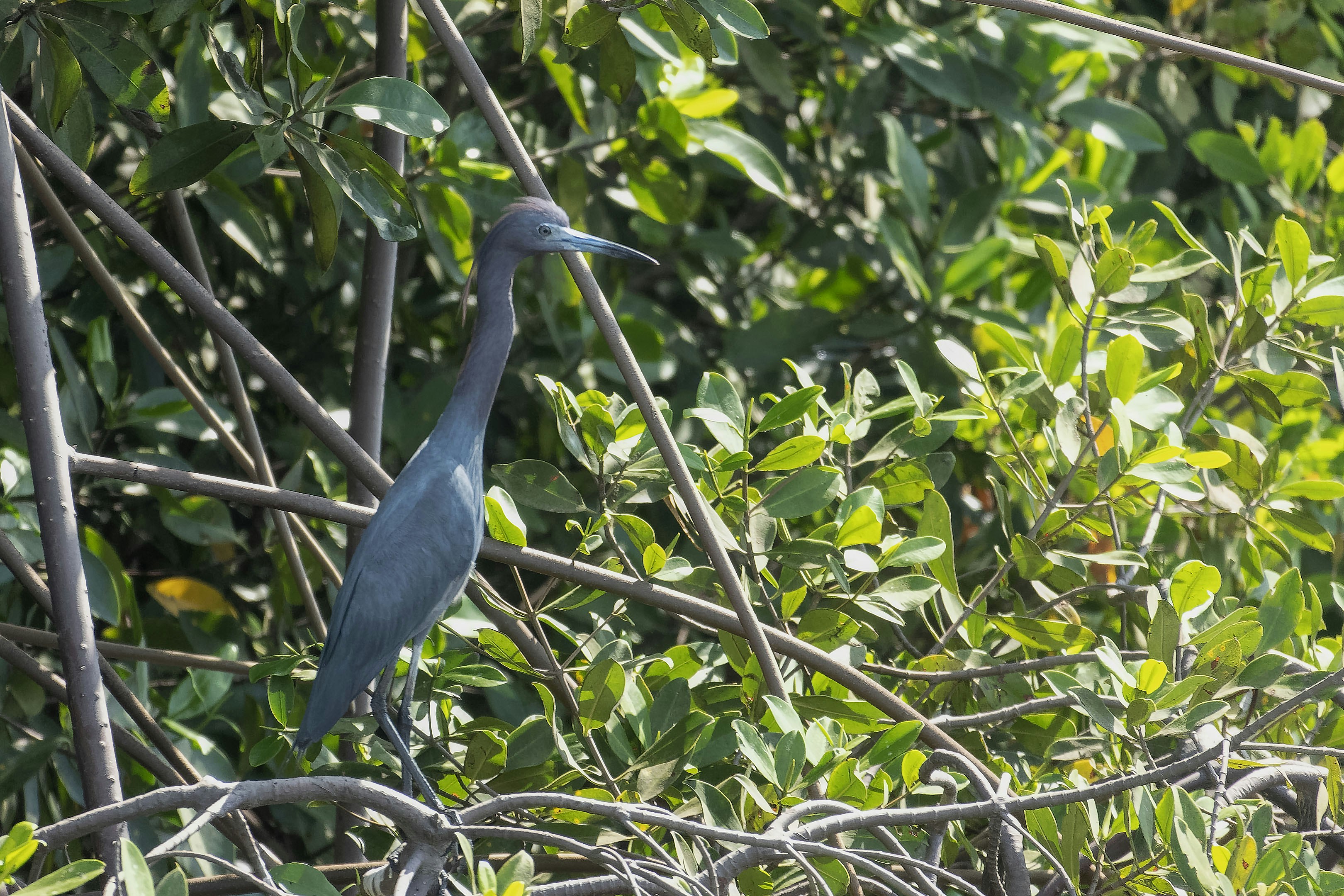 A blue heron stands in dense green foliage.