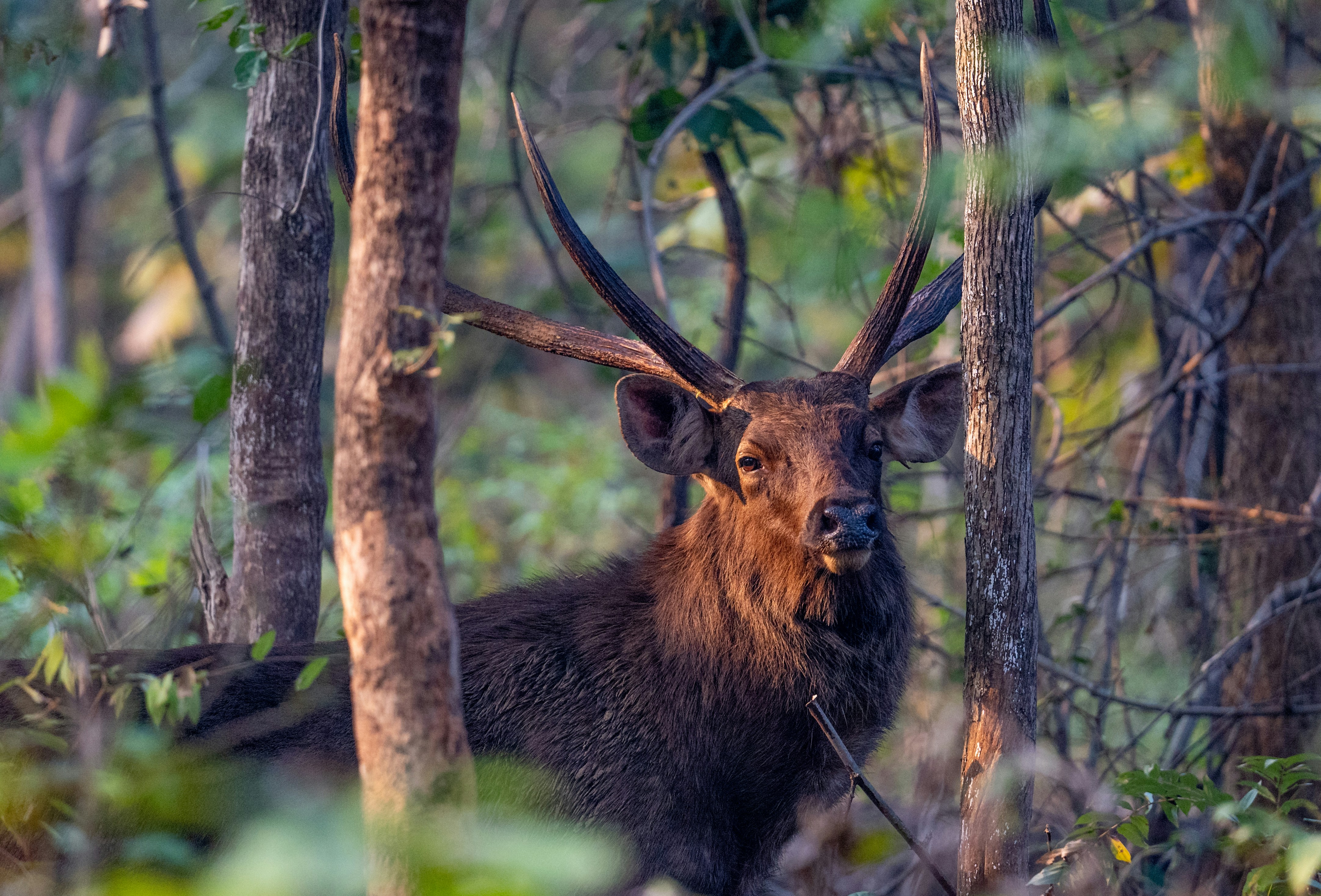 森の中の大きな角を持つサンバルジカ