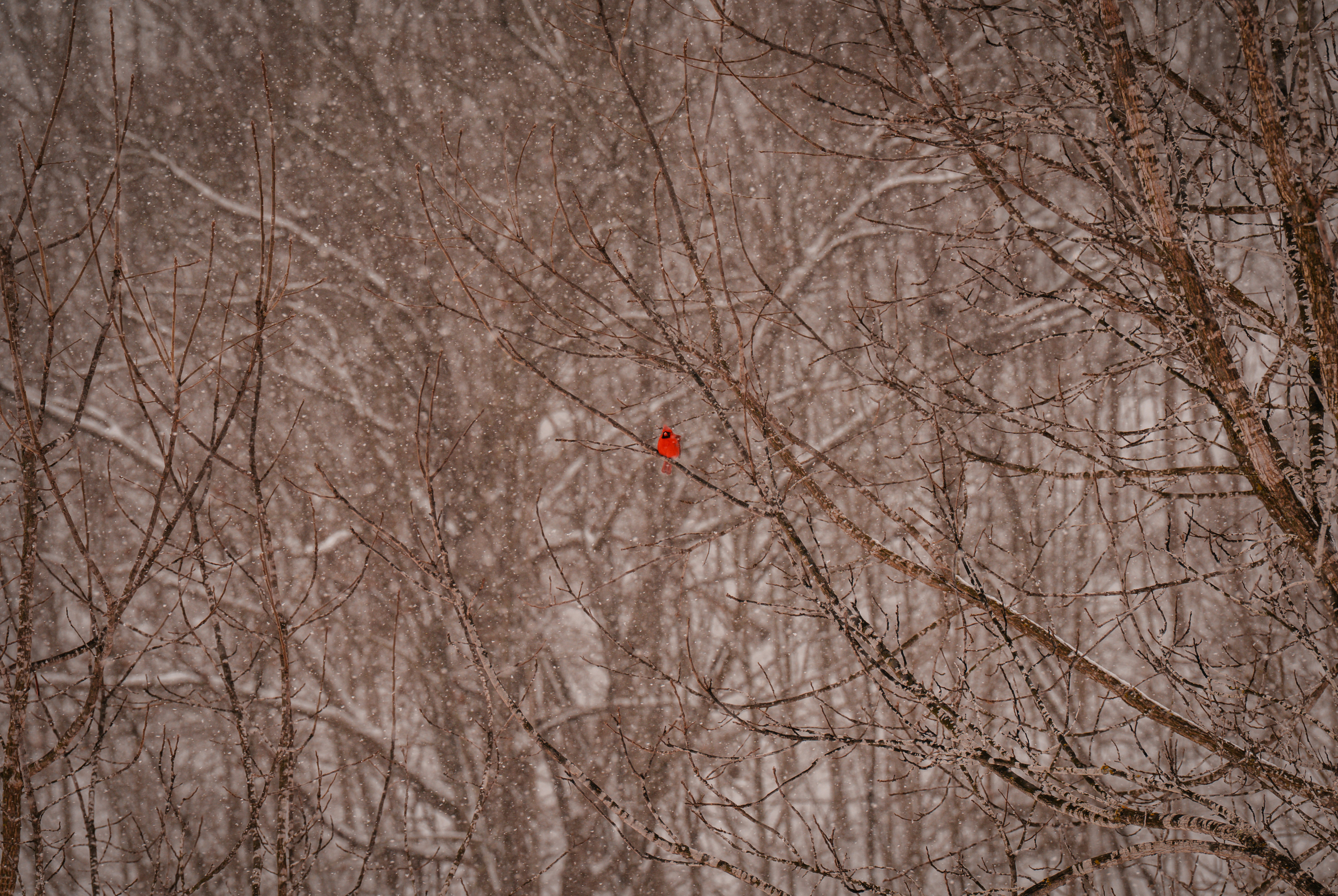 A red cardinal perched on a bare tree branch.