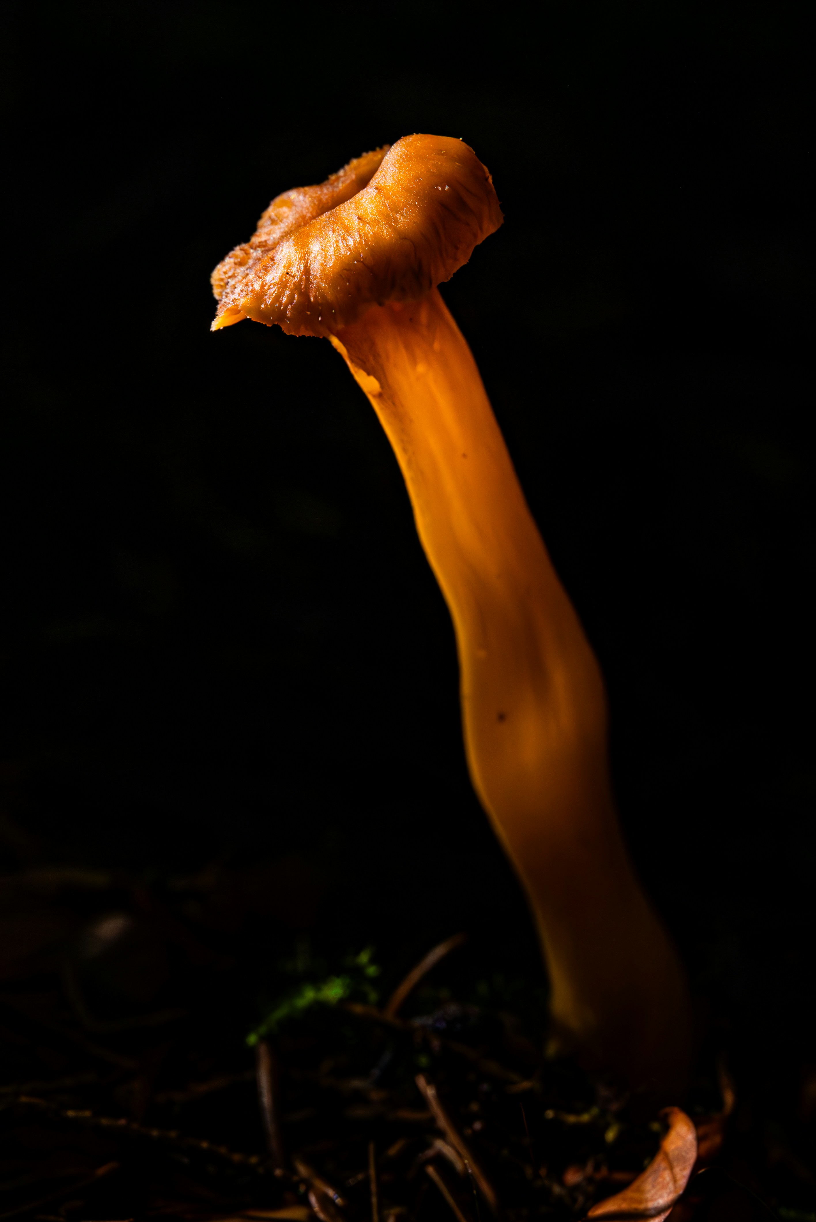 A single orange mushroom stands out in darkness