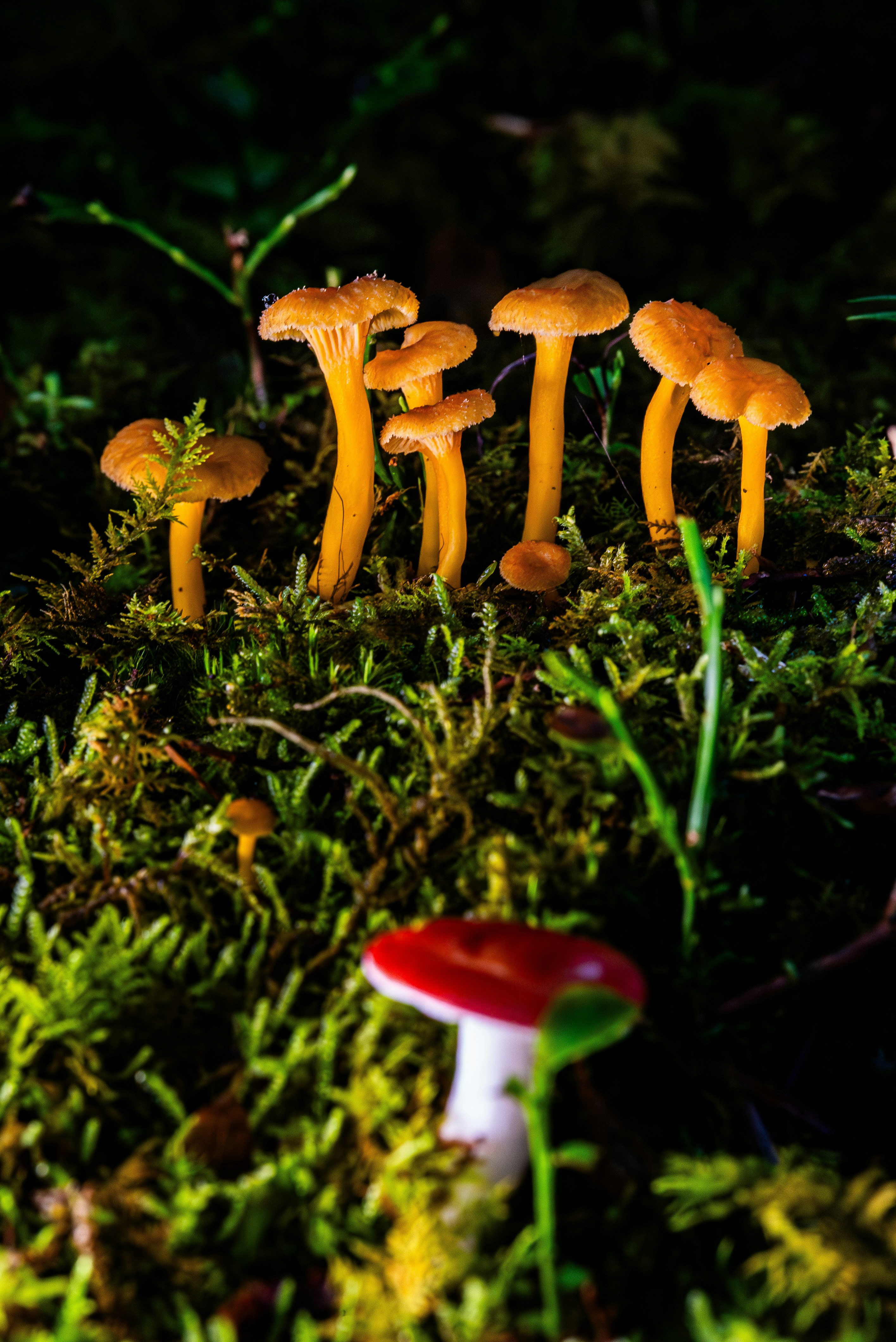 Orange mushrooms grow on mossy forest floor