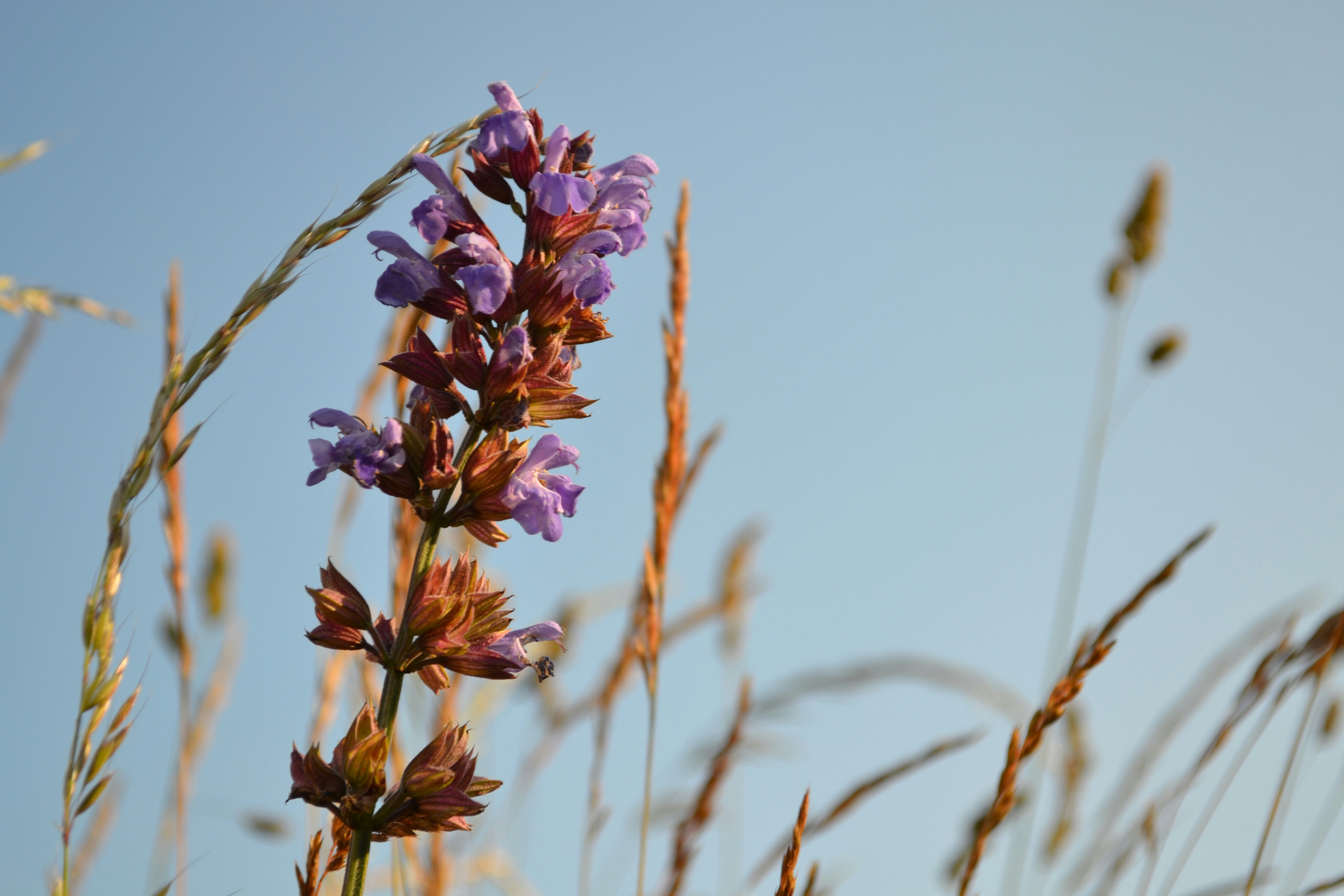 What Happens If Your "Safe" Herbal Remedies for Detox Hide Dangerous Side Effects and Interactions?