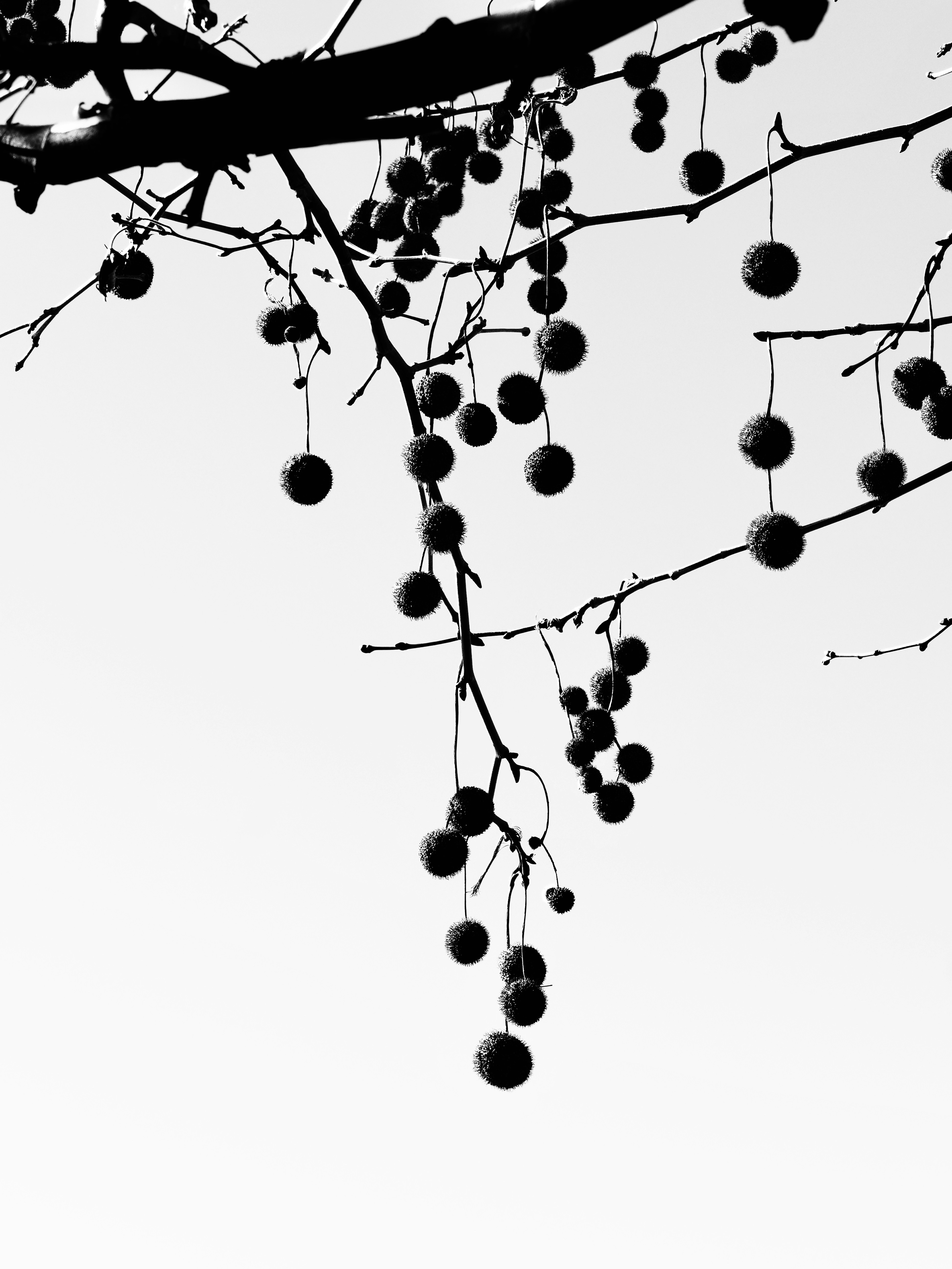 Photo by sschusterphotoart