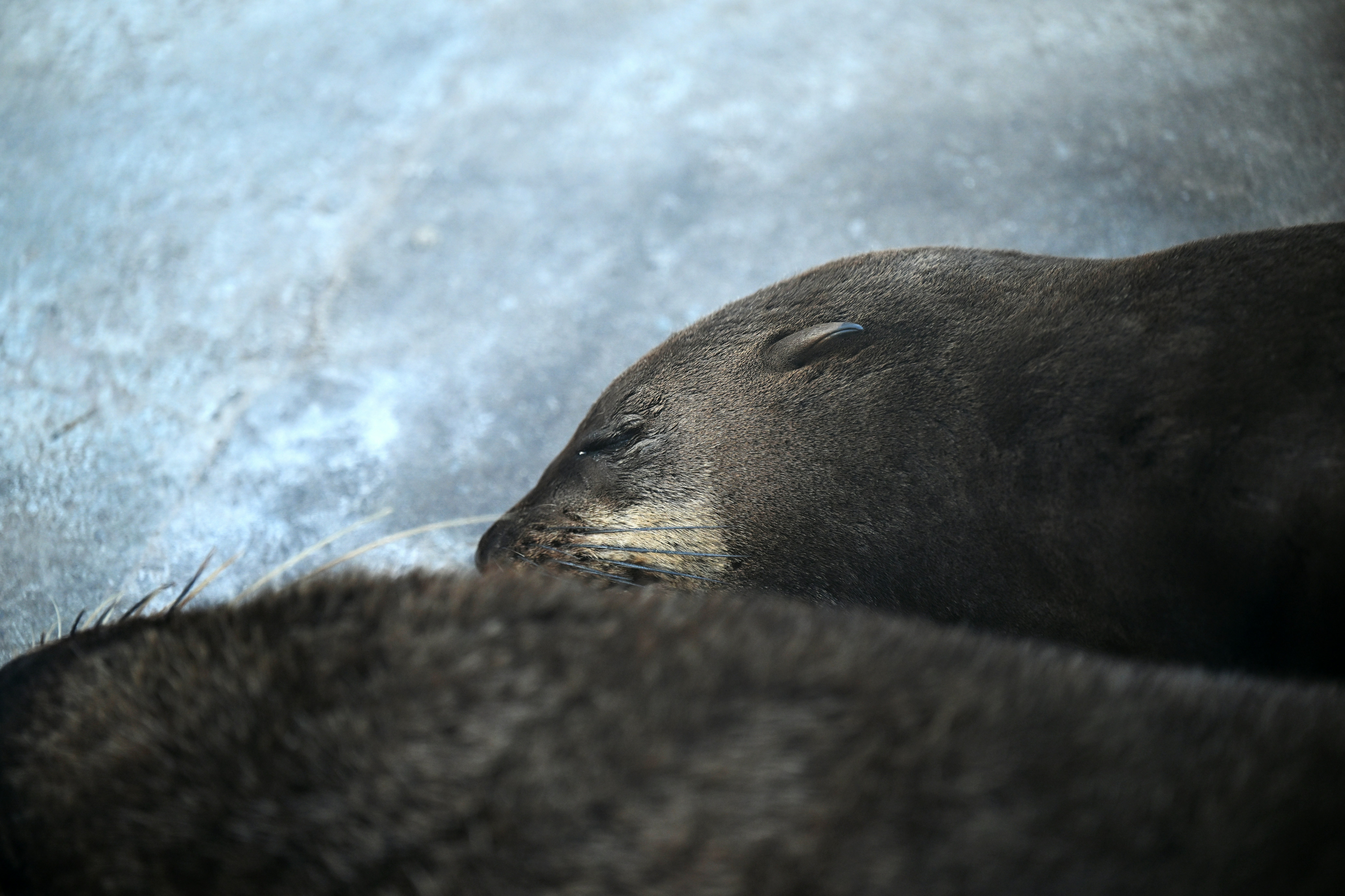 Two seals resting on a rocky surface