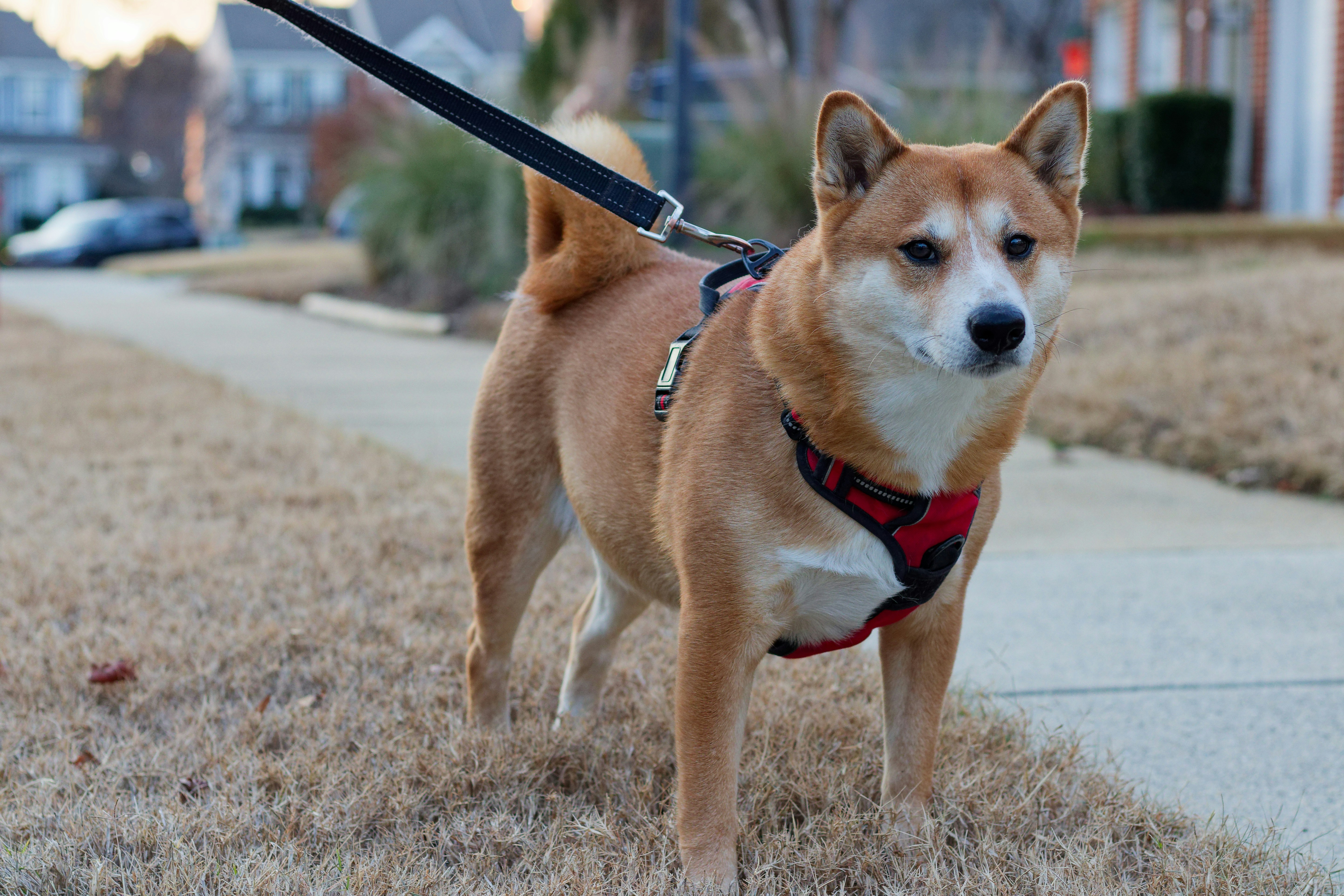 A shiba inu dog on a leash outdoors