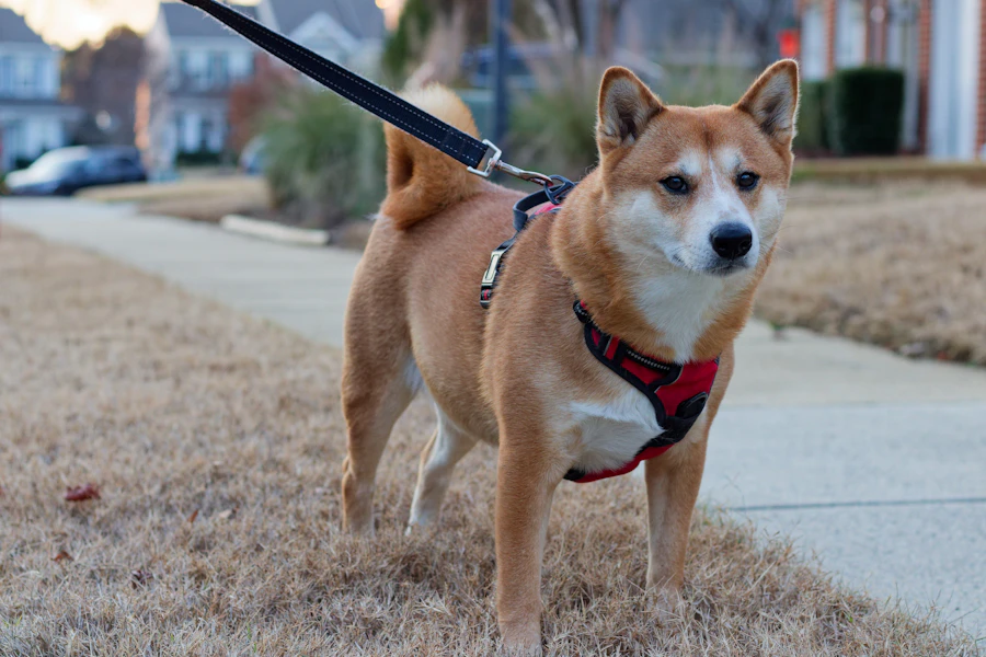 散歩中の柴犬