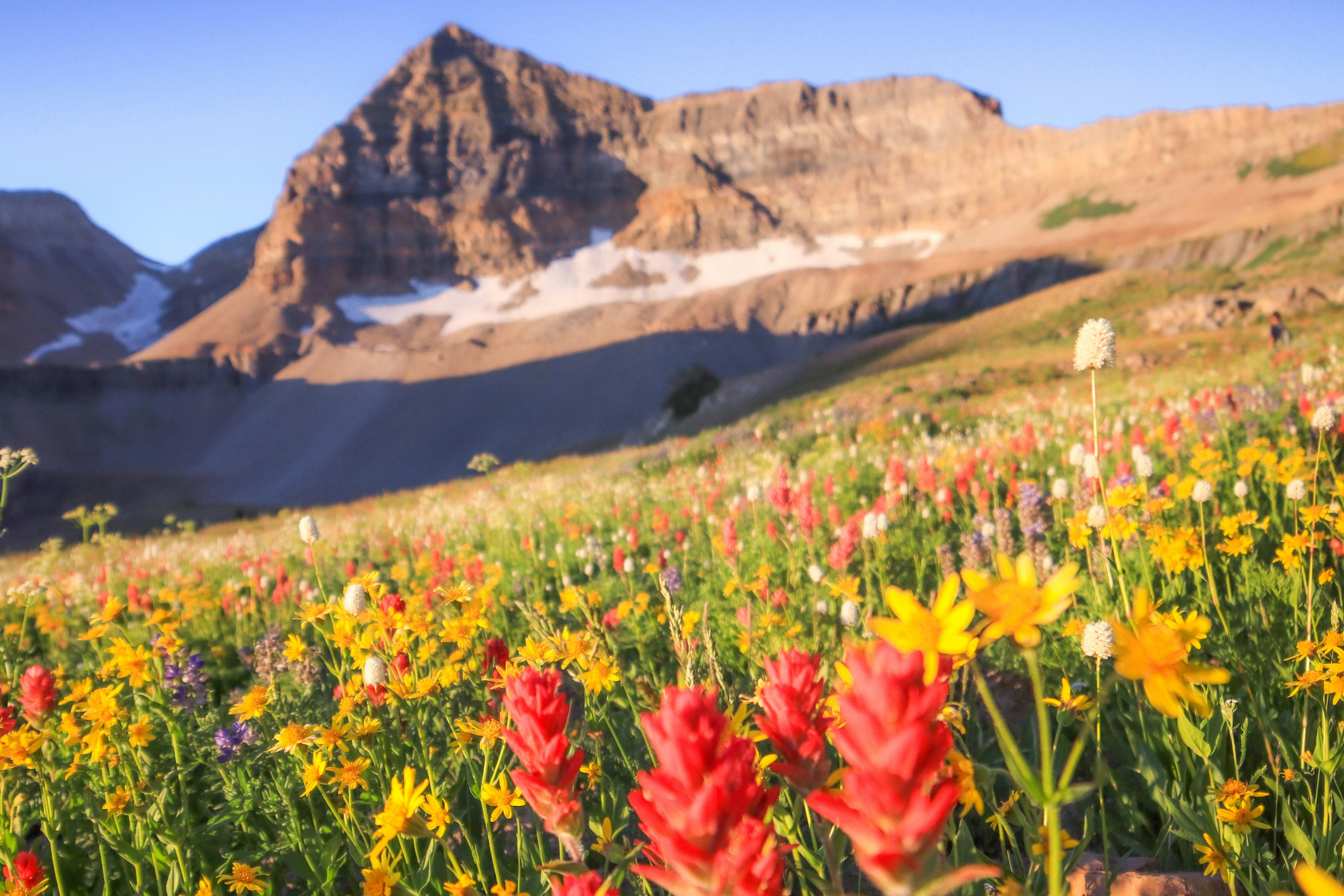 Colorful wildflowers bloom in a mountain meadow at sunrise.