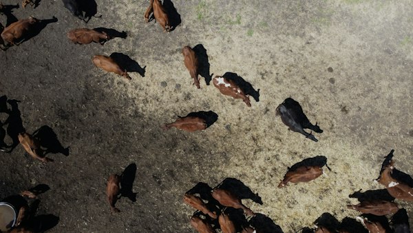 Herd of cattle grazing on dry pasture from above