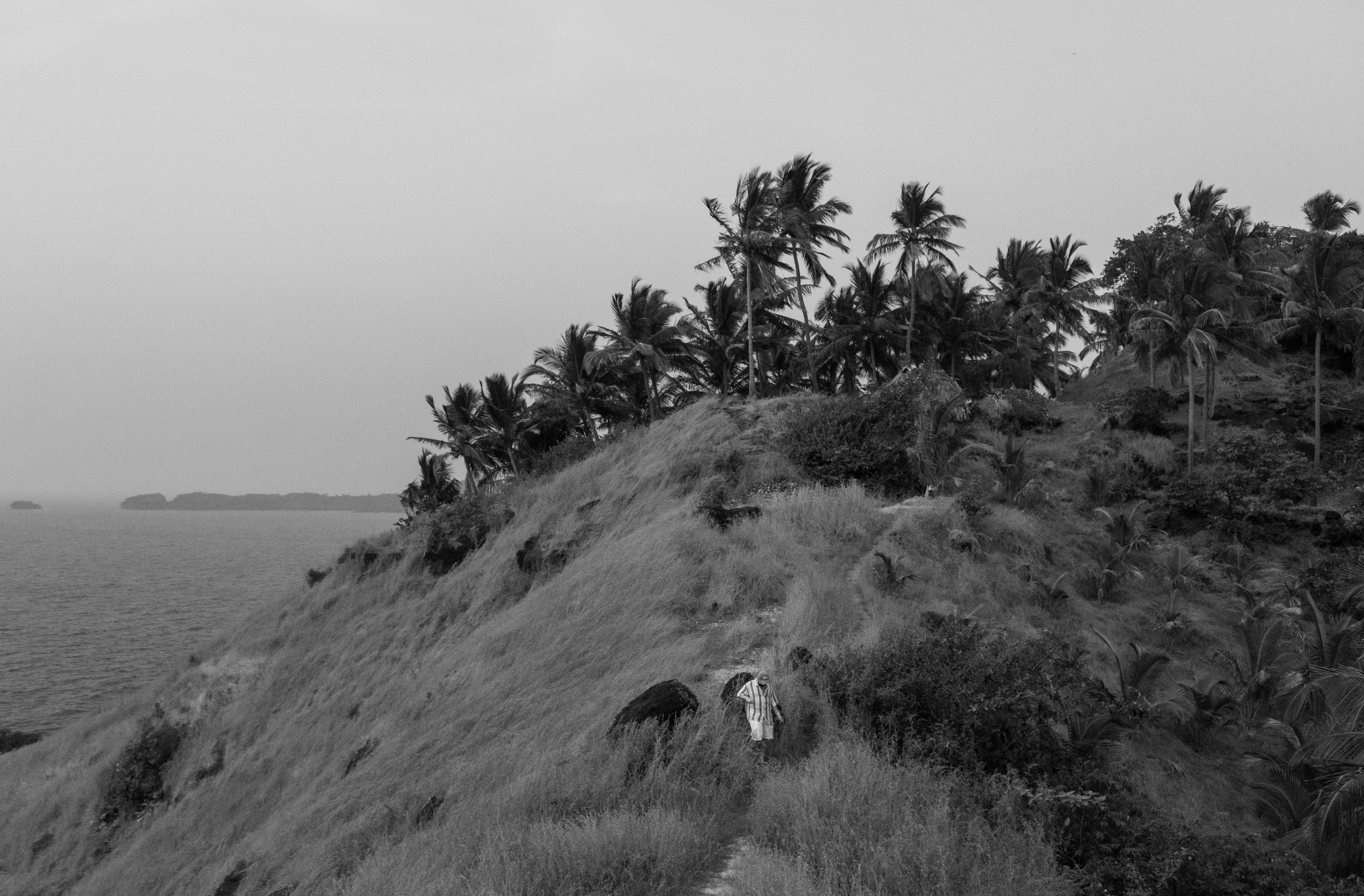Grassy hill with palm trees overlooking the ocean