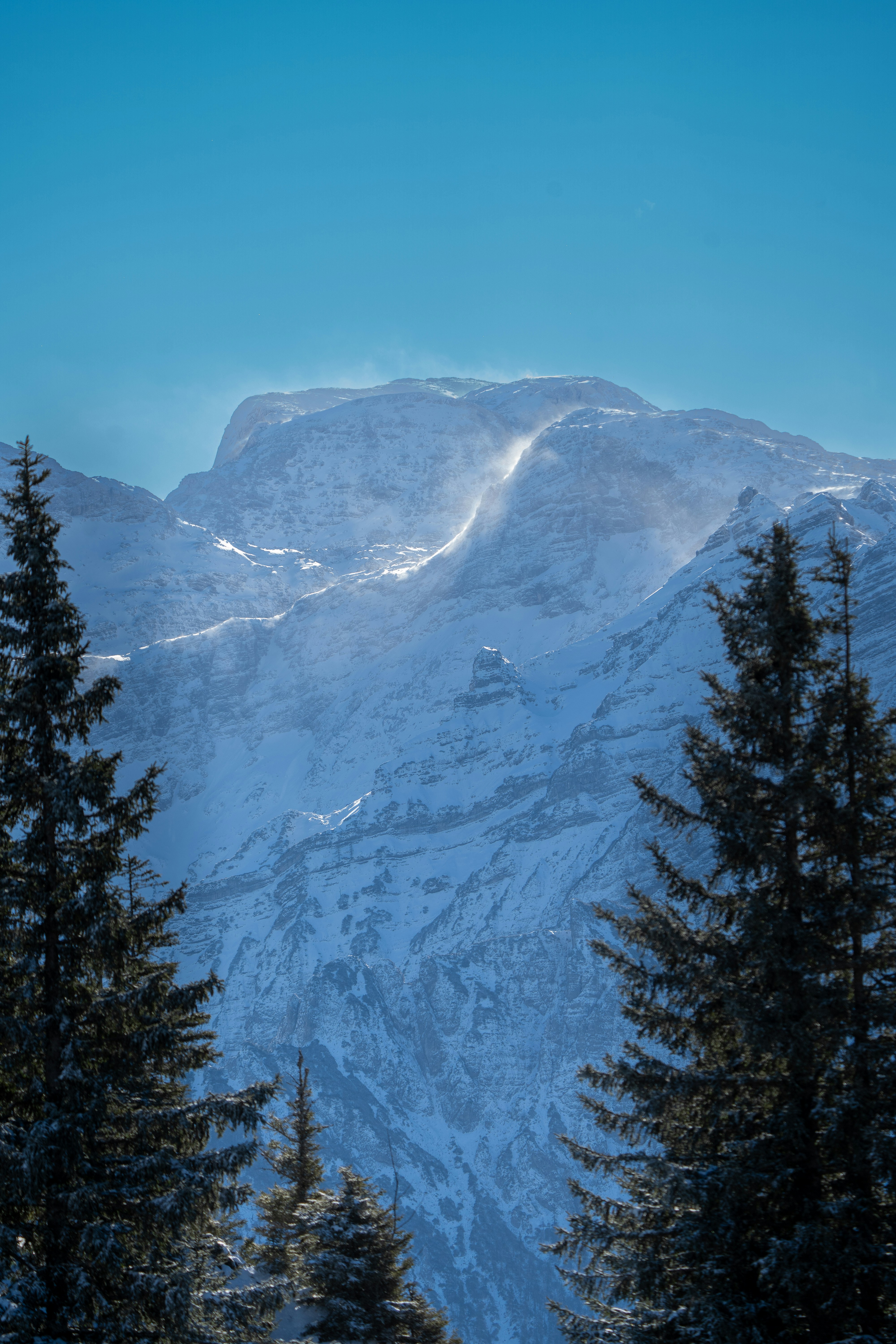windy mountain pine forest, wallpaper, Choose a Campsite with Natural Wind Protection: Pro Guide 5