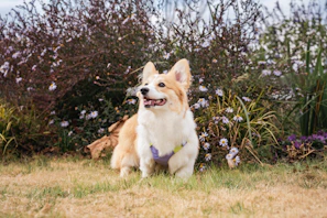 A corgi dog sits in a garden with flowers.