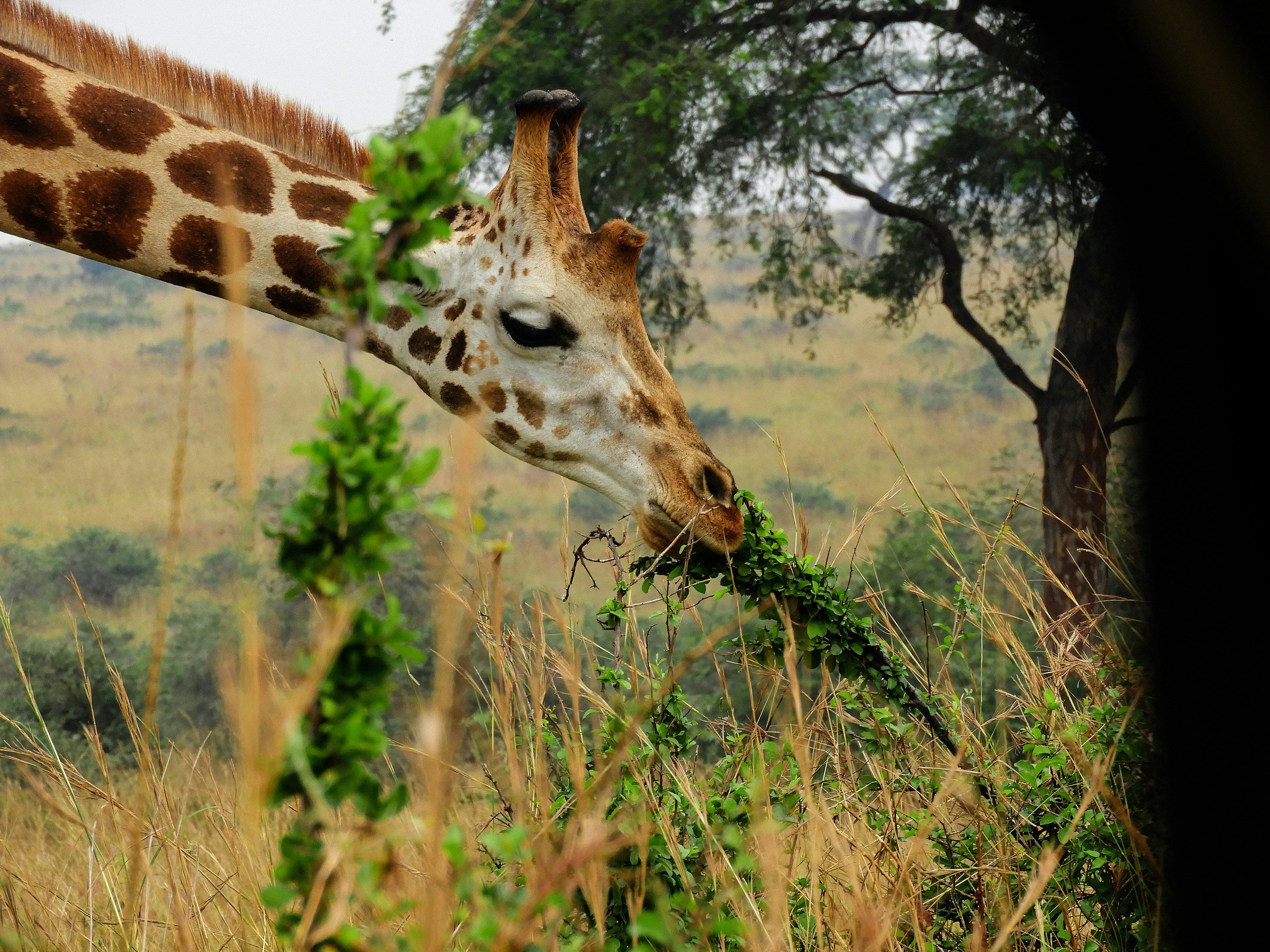 Giraffe eating green leaves in a grassy field.