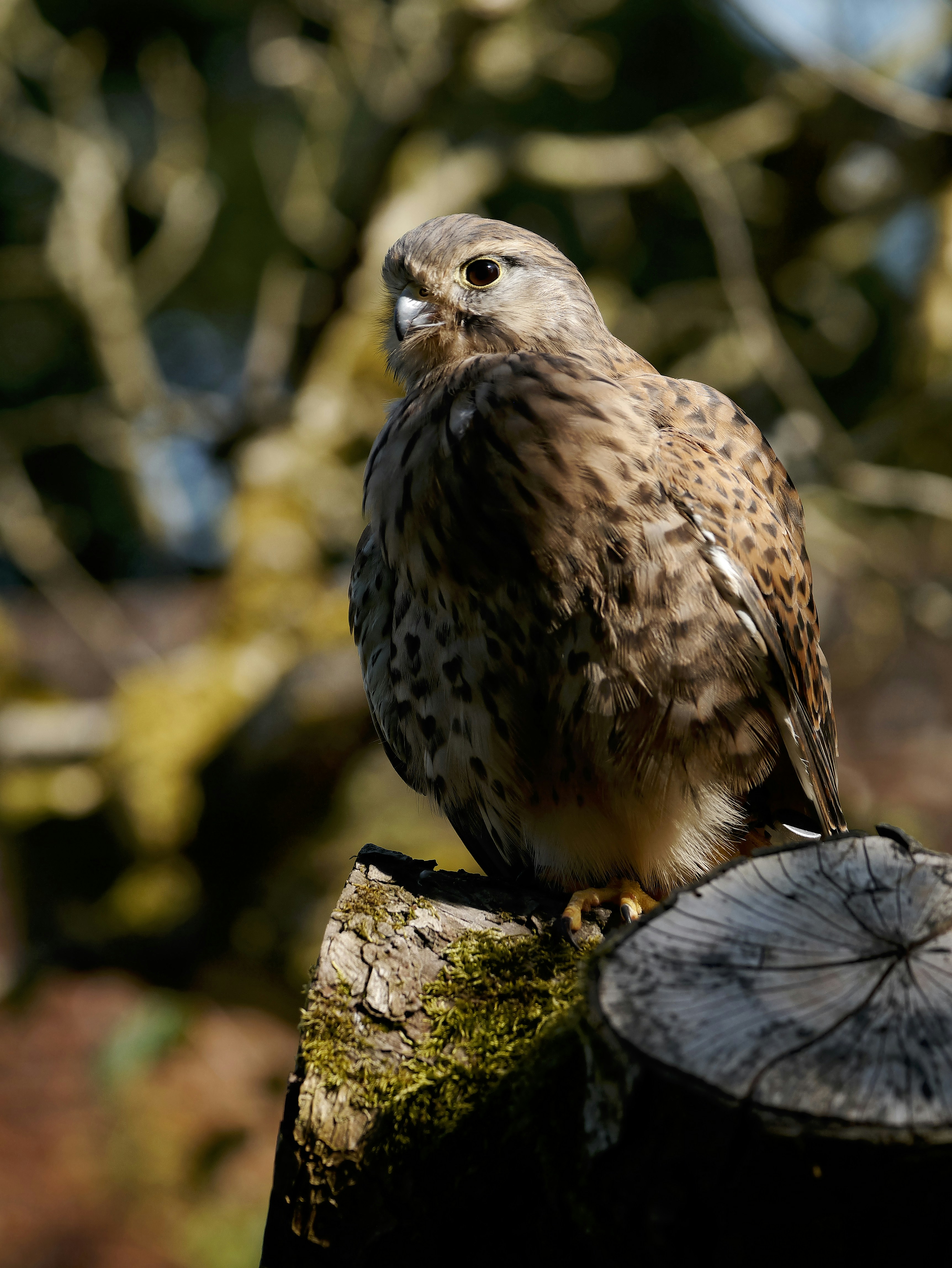 Photo by balmy_sunset