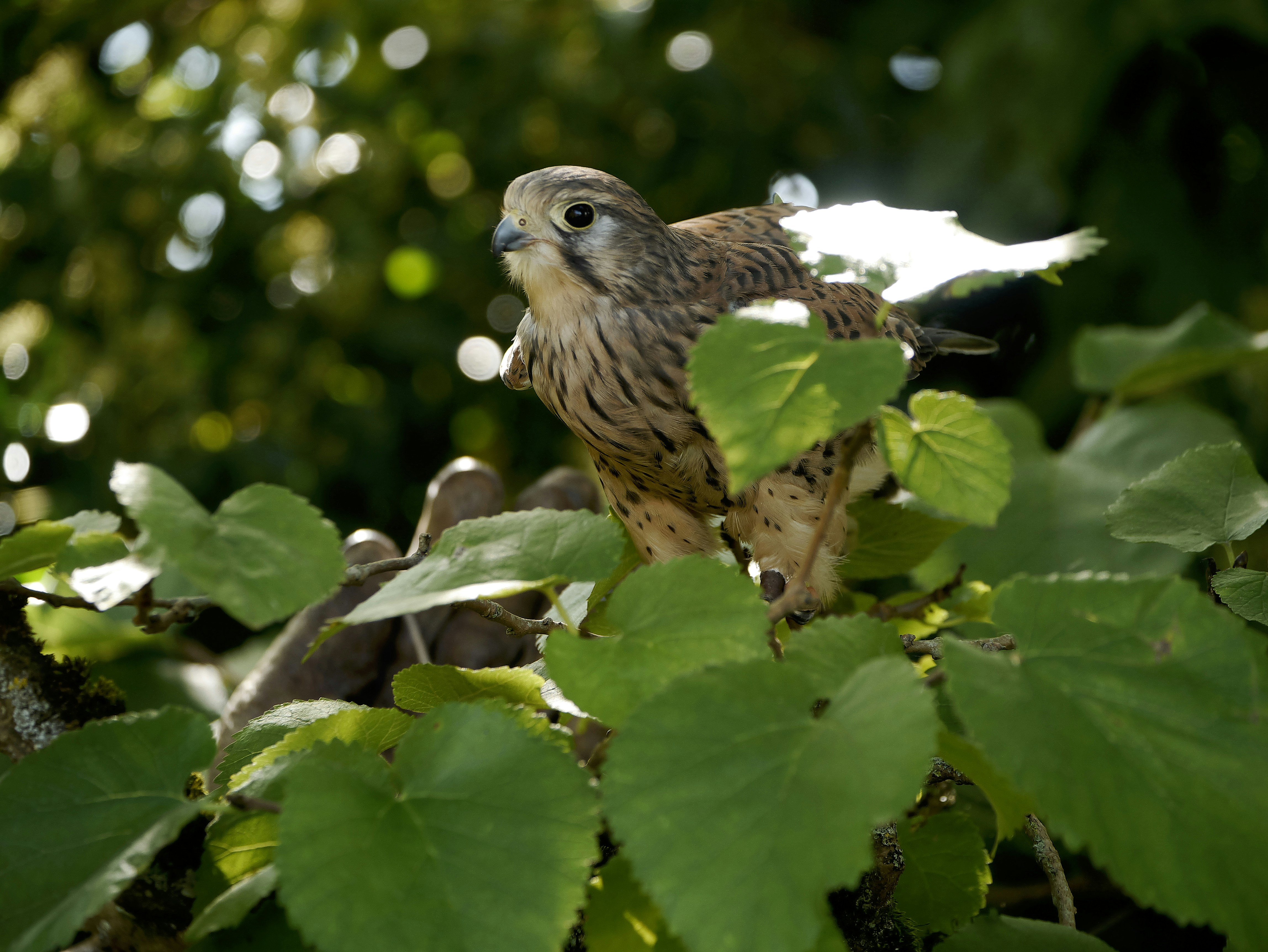 Photo by balmy_sunset