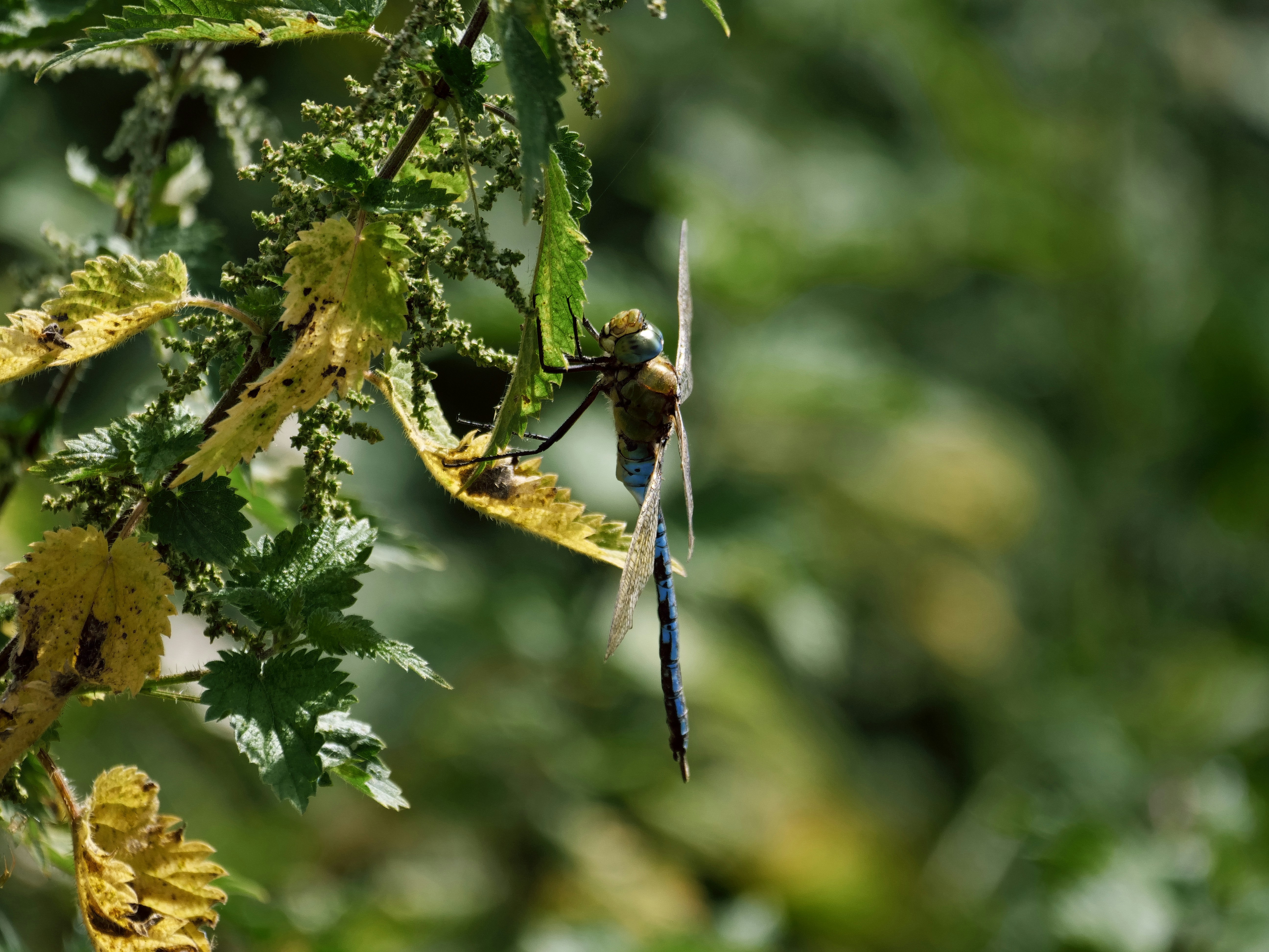 Photo by balmy_sunset